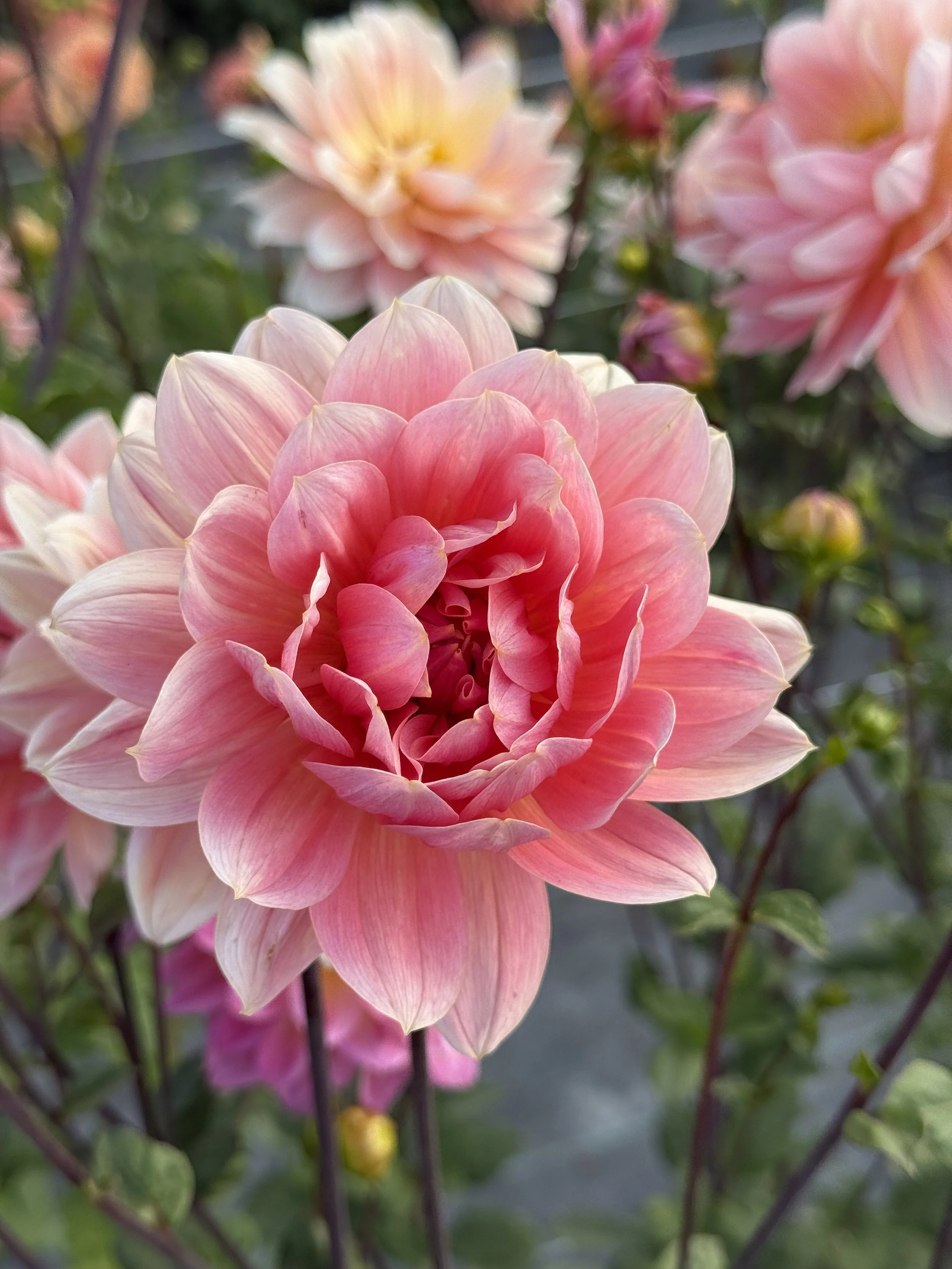 Apricot Desire 3.jpeg