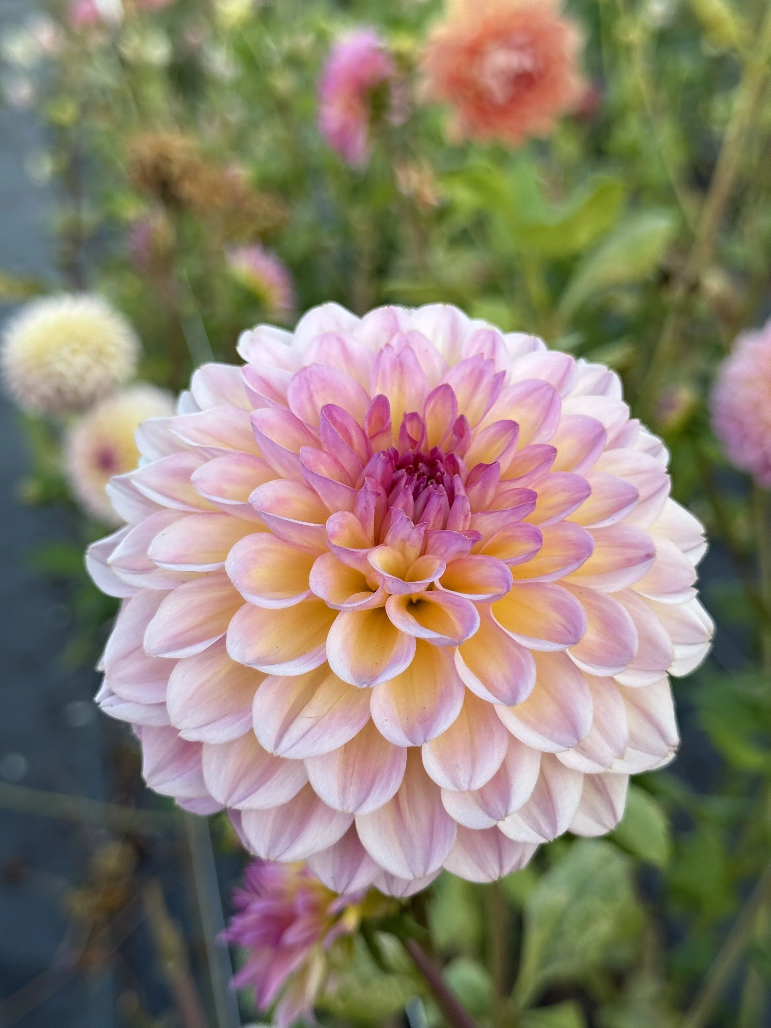 Hapet Primrose2.jpeg