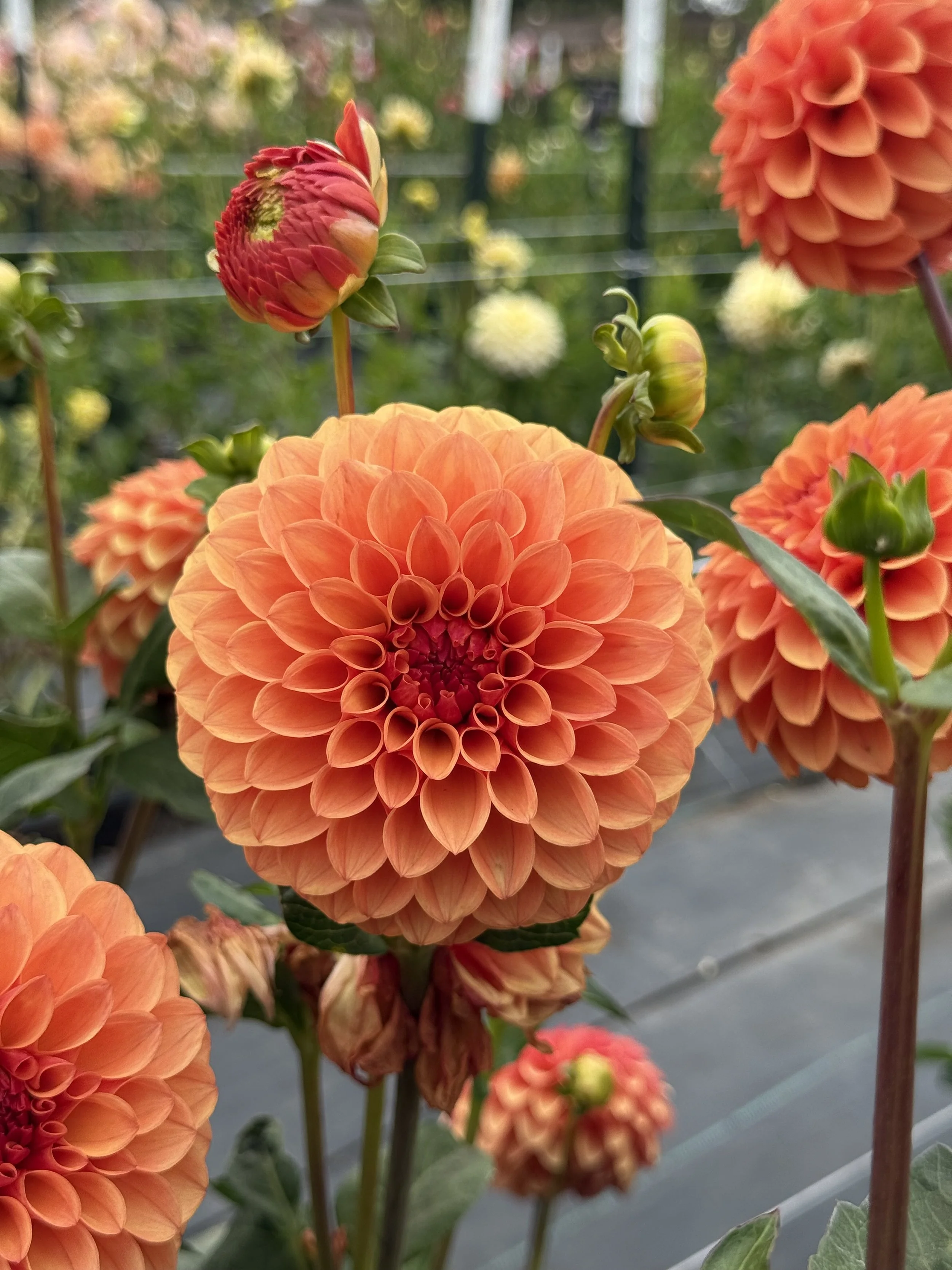 KA Blood Orange.jpeg