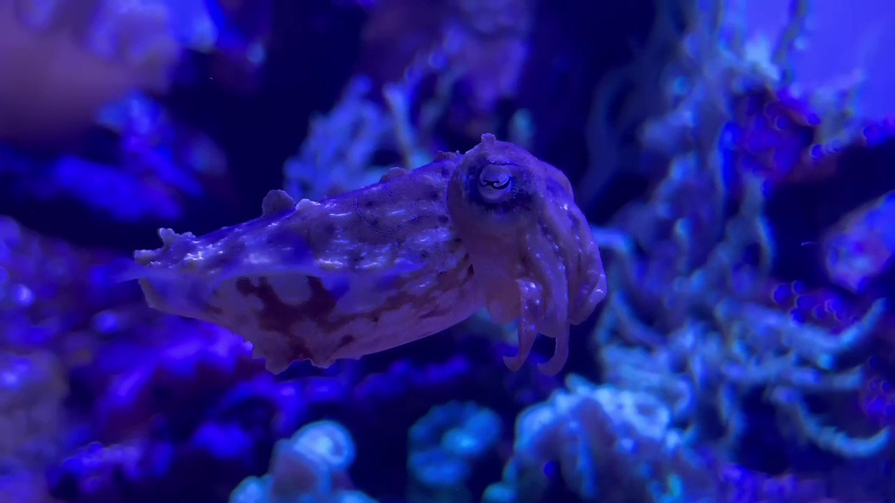 a-cute-dwarf-cuttlefish-sepia-bandensis-using-it-2023-11-27-05-22-21-utc - Copy - frame at 0m4s.jpg