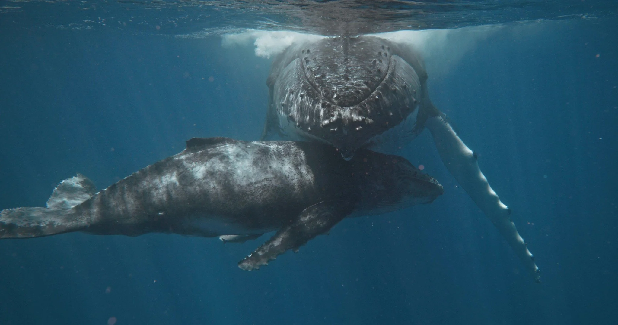 6103101_Humpback_Whale_Whale_Marine_Life_Whale_Calf_By_Spencer_Frost_Artlist_HD - frame at 0m3s.jpg