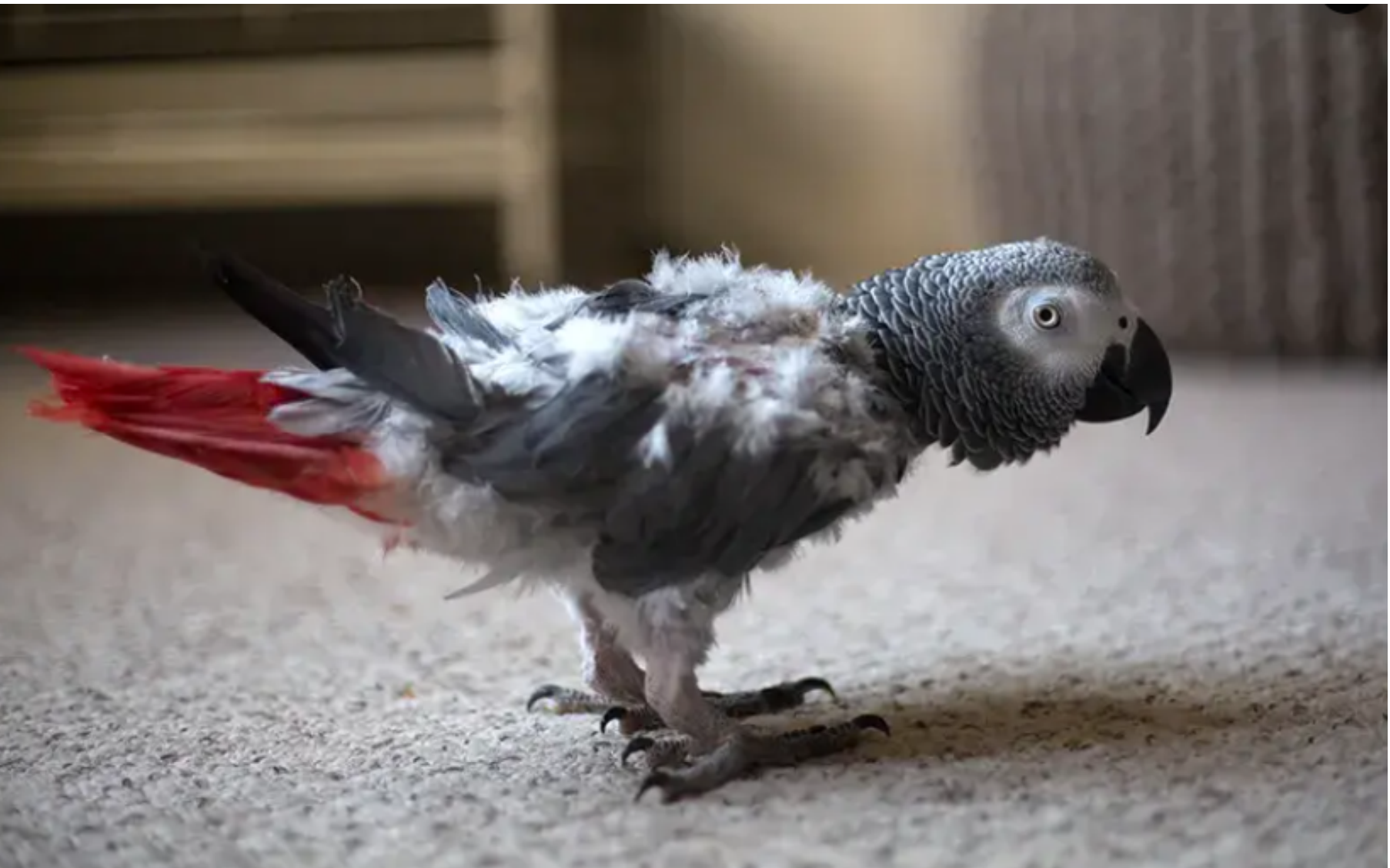 World Animal Protection Facebook Ad