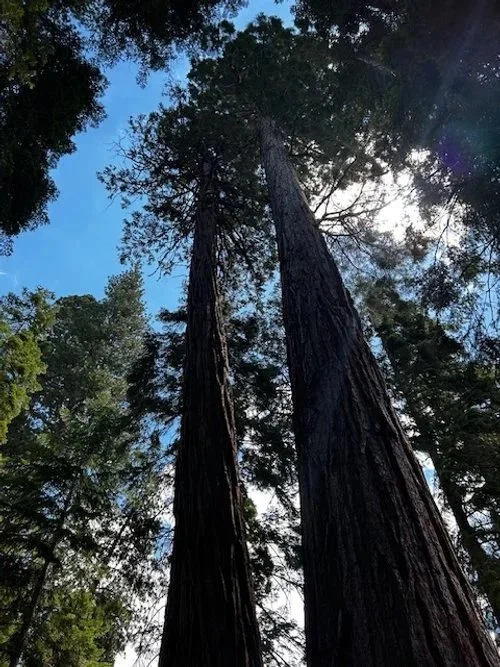 Looking up at tall redwood trees reaching towards the sky with blue sky and sunlight filtering through the branches.