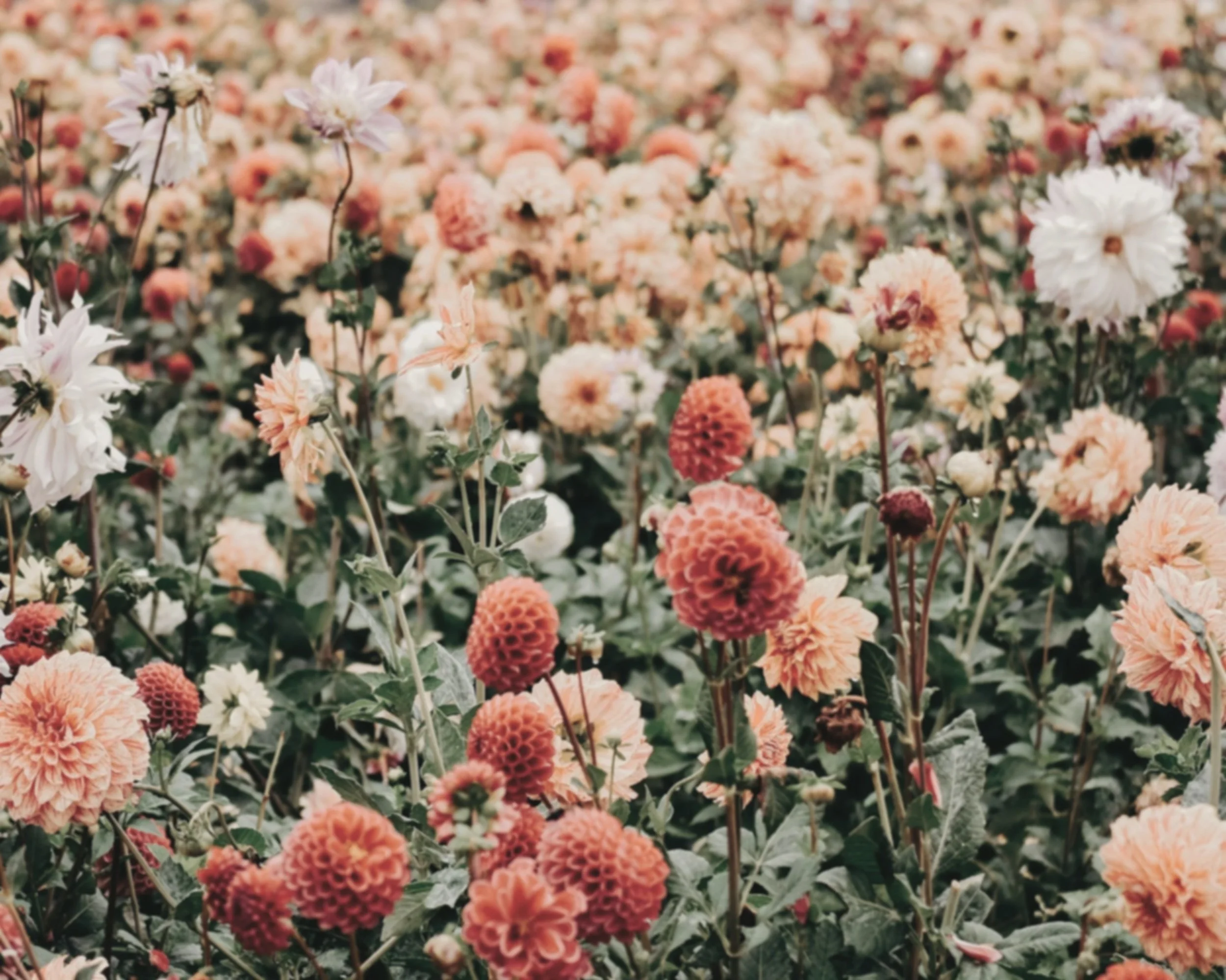 A field of peach, white, and pink dahlias and chrysanthemums in full bloom.