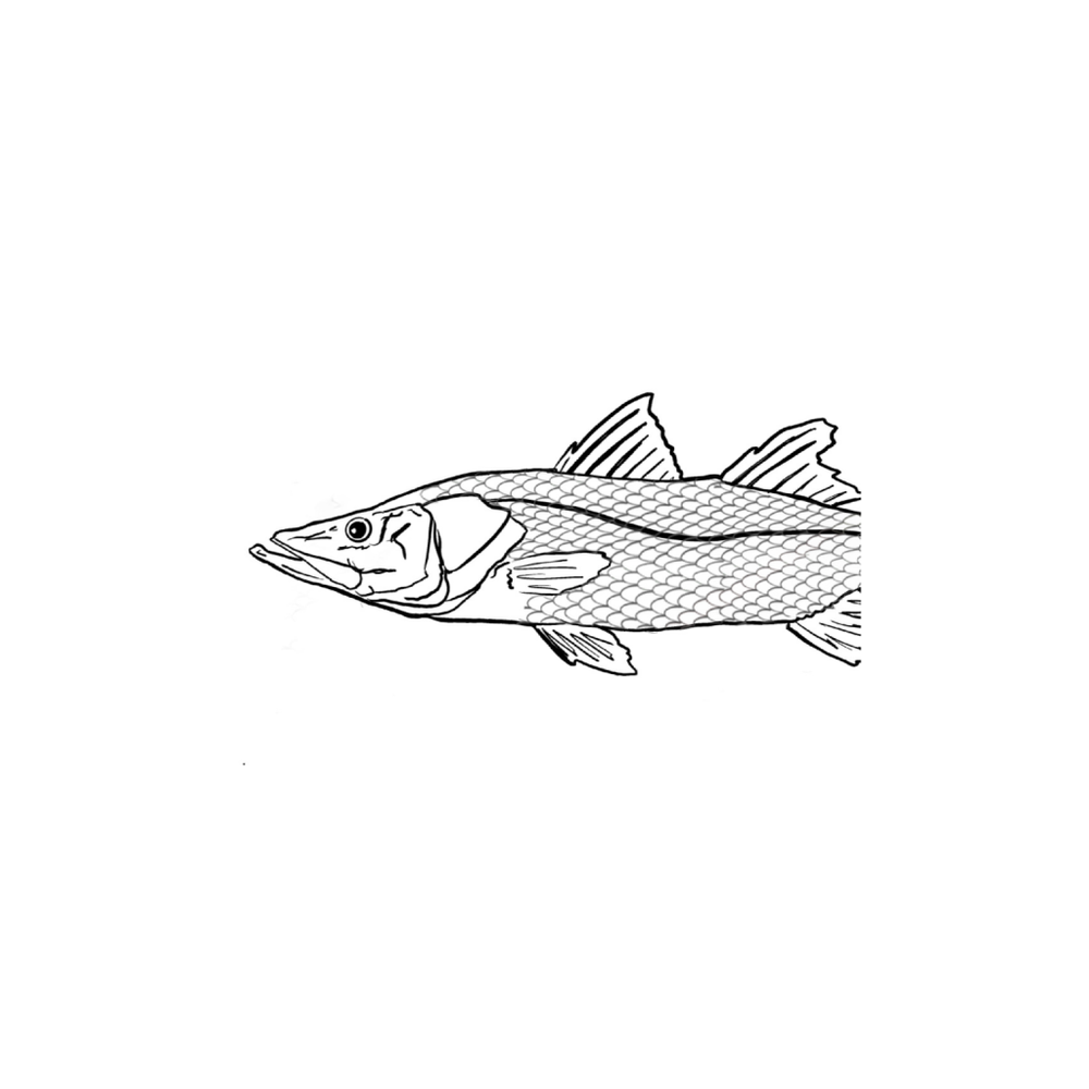 snook drawing easy