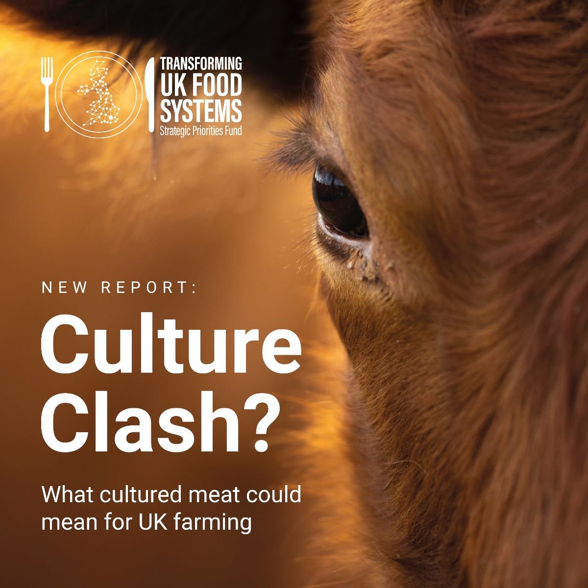 Report: Culture Clash? What cultured meat could mean for UK farming