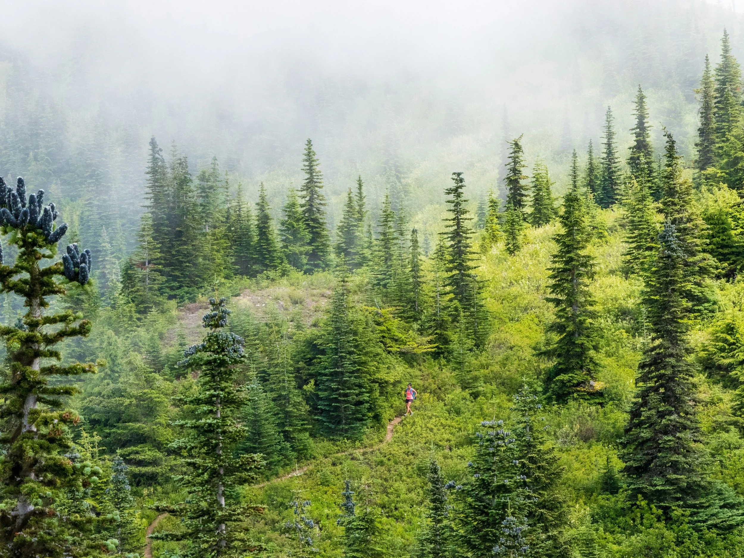 A person hiking on a narrow trail through a lush green forest with tall pine trees, some with blue cones, and fog hanging over the landscape.