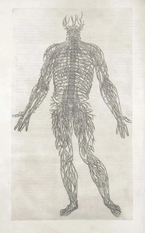 How Trauma Affects the Nervous System and How You Can Heal It?