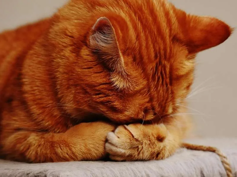 The Connection Between Trauma and Shame