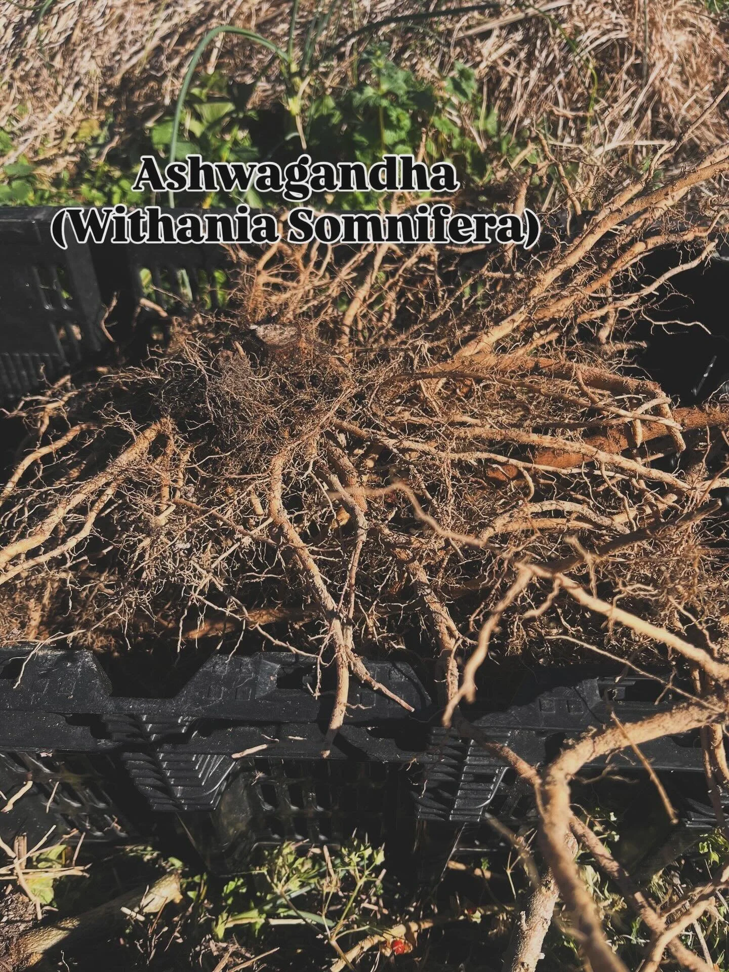 This week, I was invited over to @wildasterfarm to assist in the harvest of Ashwagandha Root! This was such a heartwarming experience for me, because this is the farm that I source my Ashwagandha Root for my products. So to have a hand in harvesting 