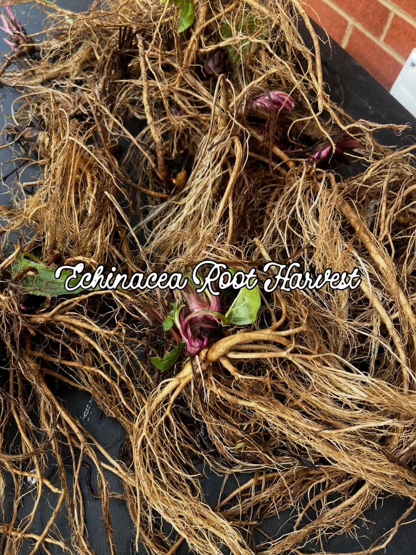 During my time off from Markets and Holiday craziness, I had the pleasure of harvesting some Echinacea Root for tincture at @wildasterfarm ❤️

Pictured above is the root after it had been thoroughly washed, in the process of being prepped for tinctur