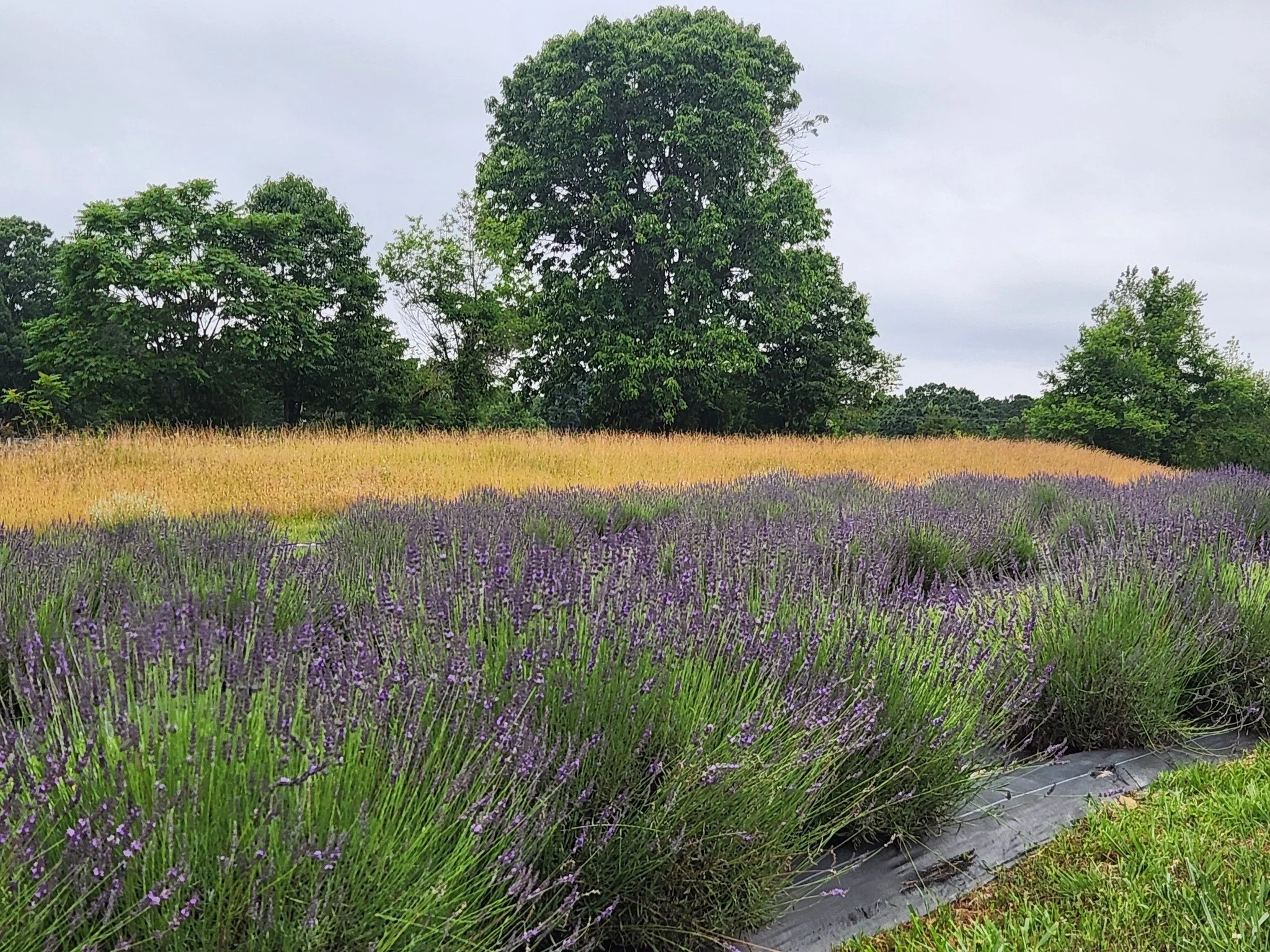 Lavender Day at Red Feather Ranch