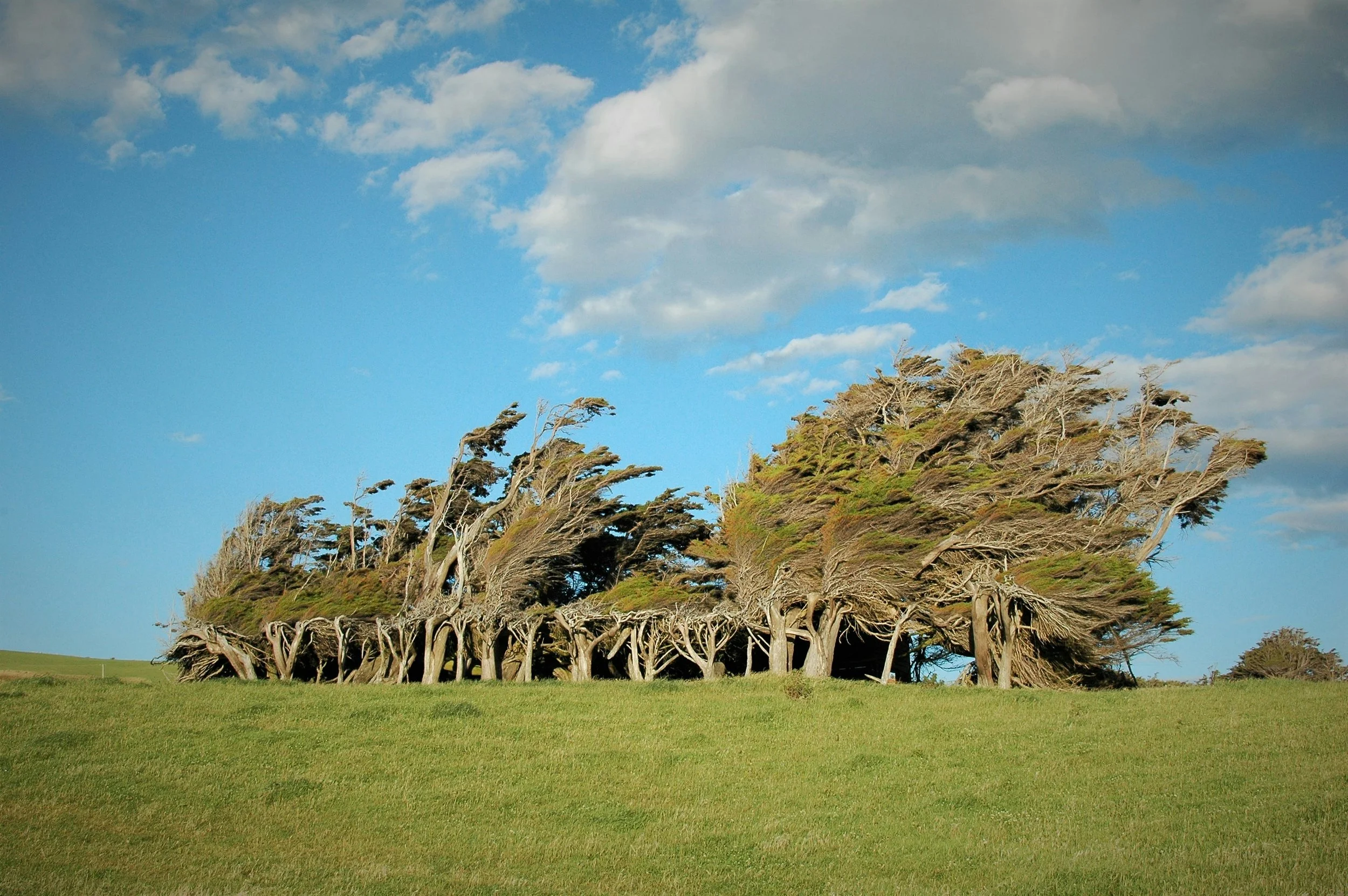 wind blown trees at slope point the catlins new zealand