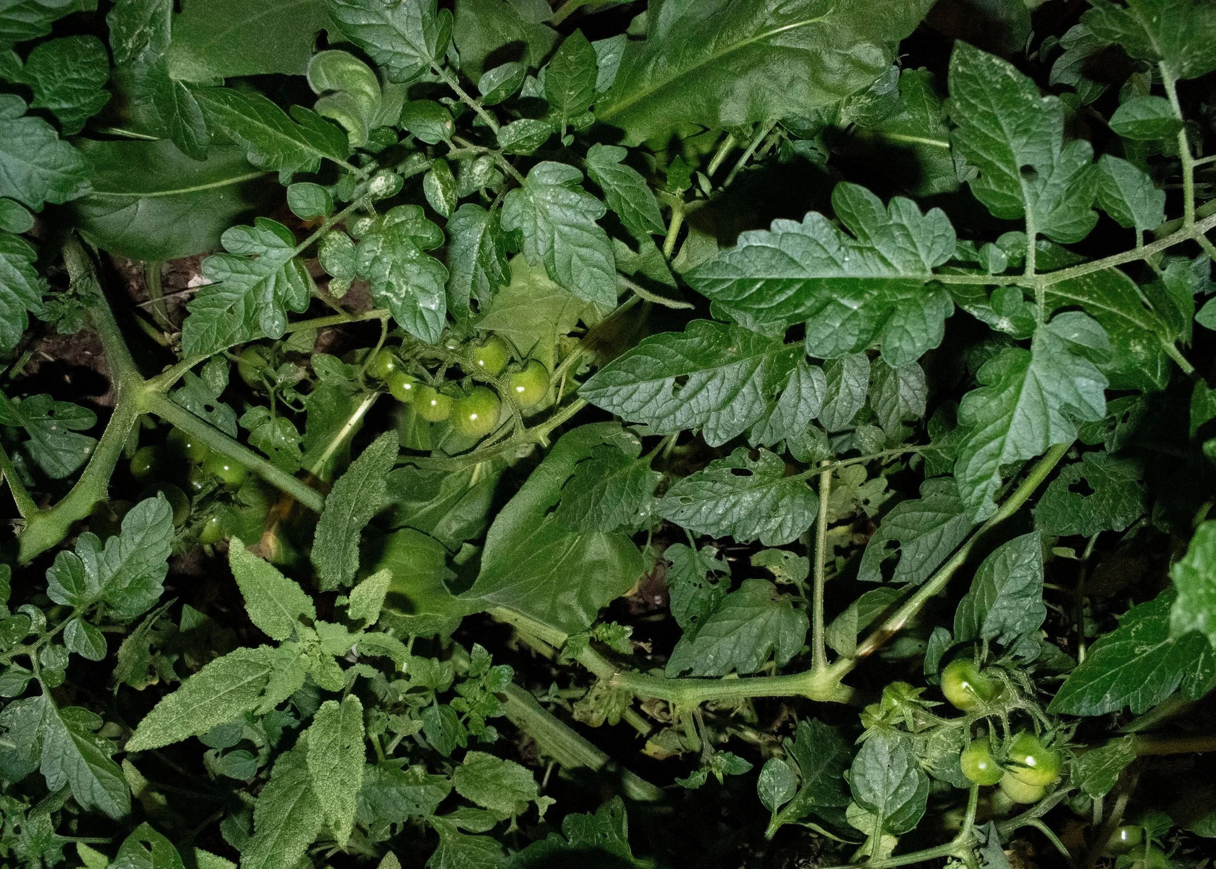 tomatoes.jpg