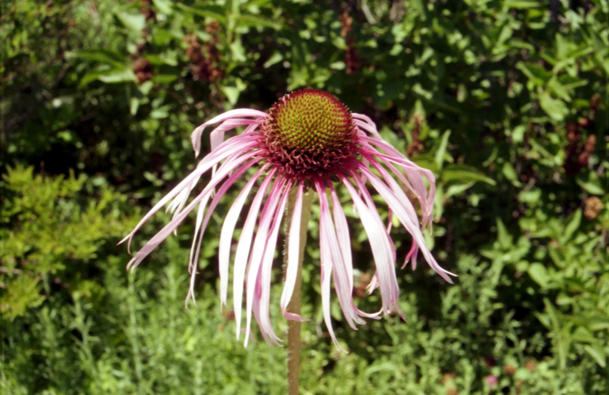 gardens058.jpeg