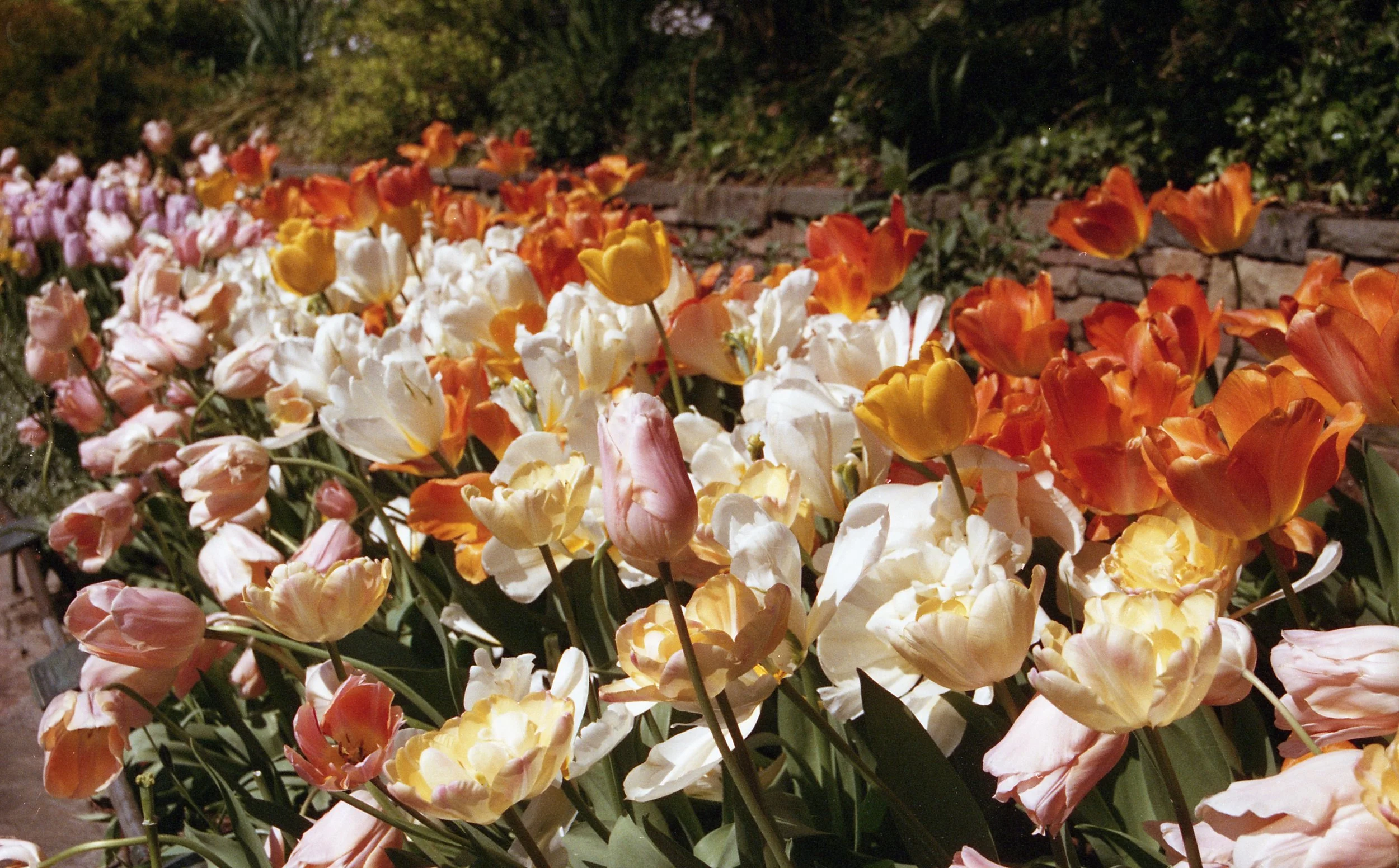 tulips.jpeg