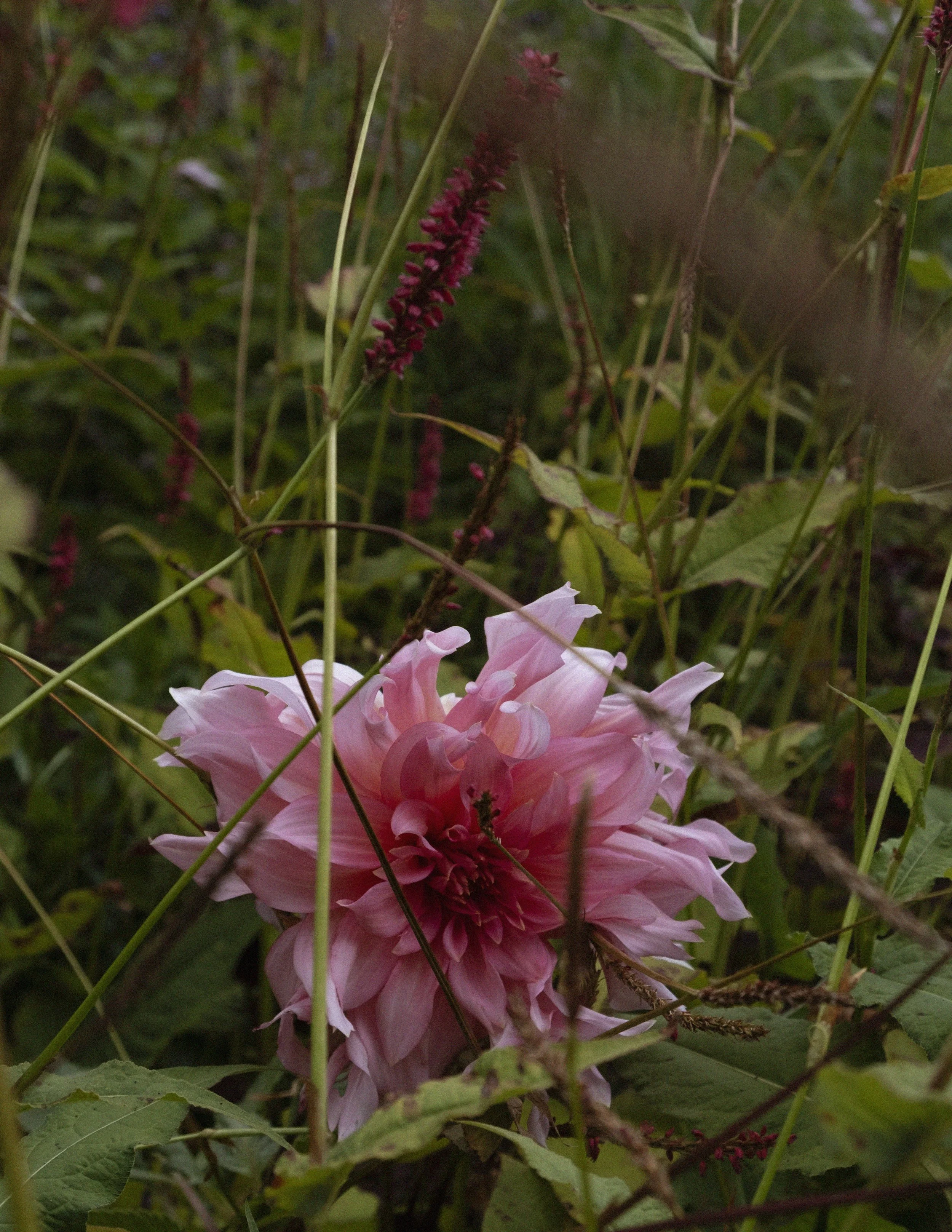 flowerforest.jpeg