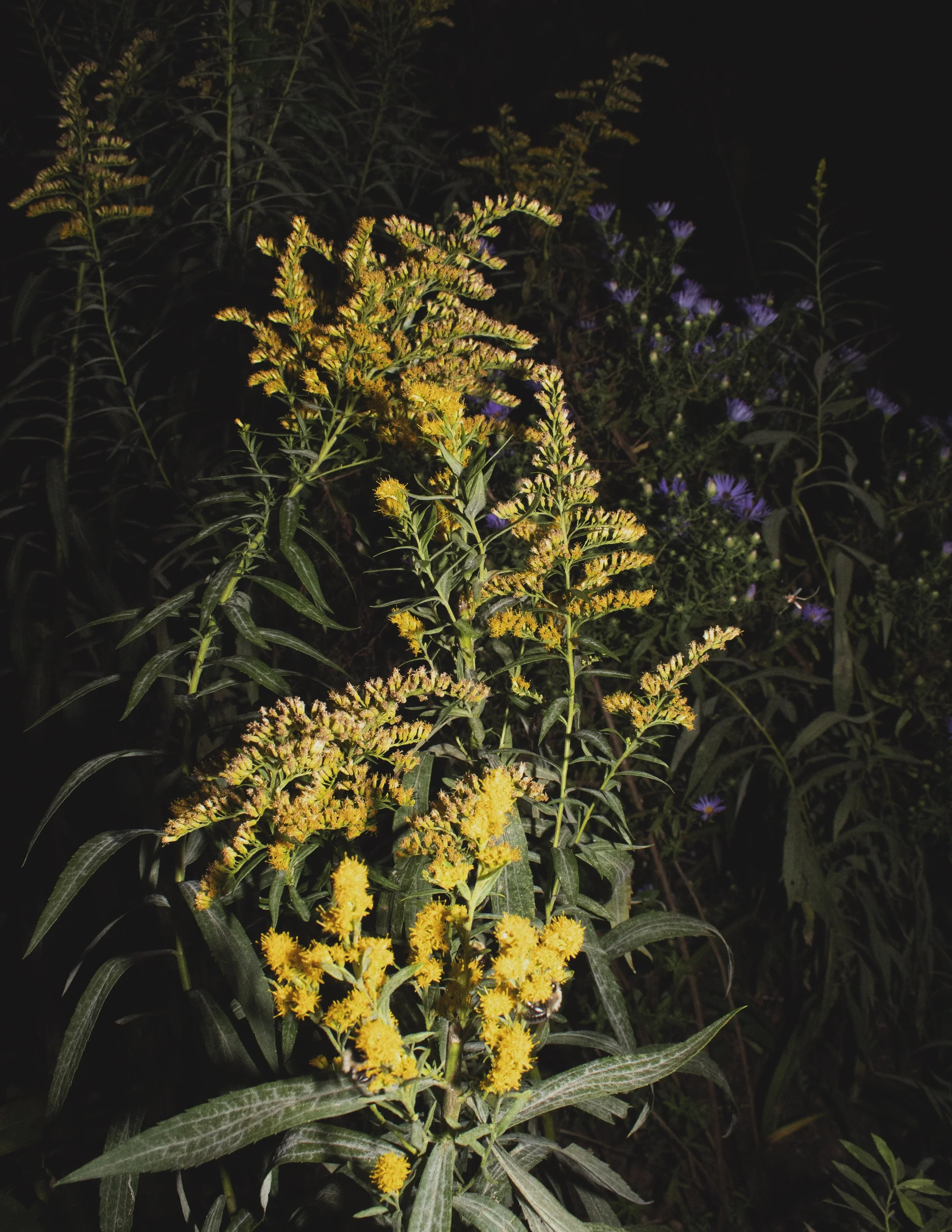 goldenrod.jpeg