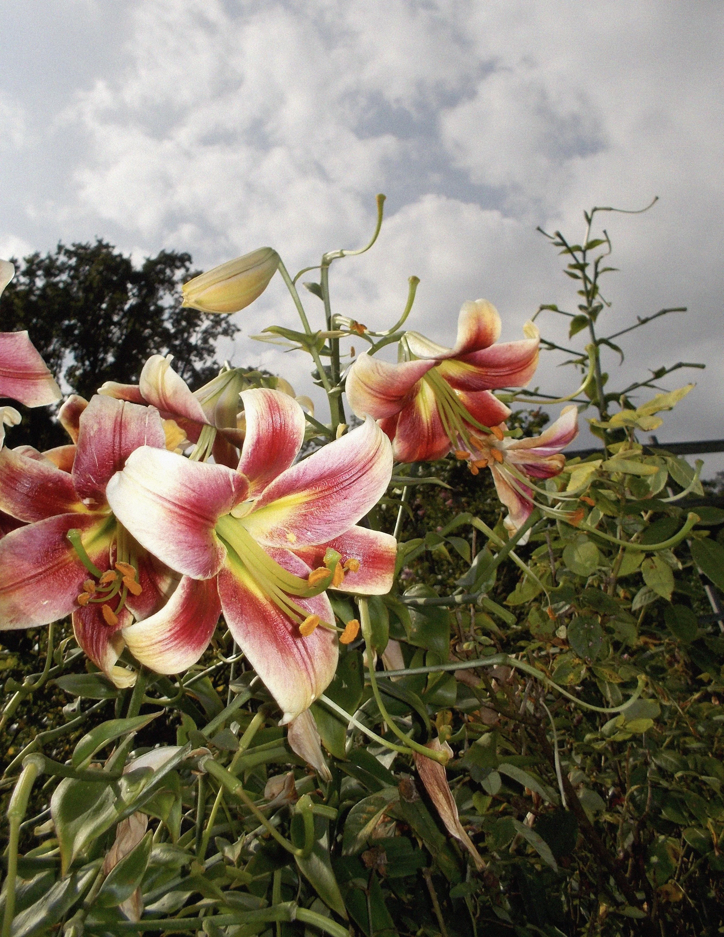 lilies.jpeg