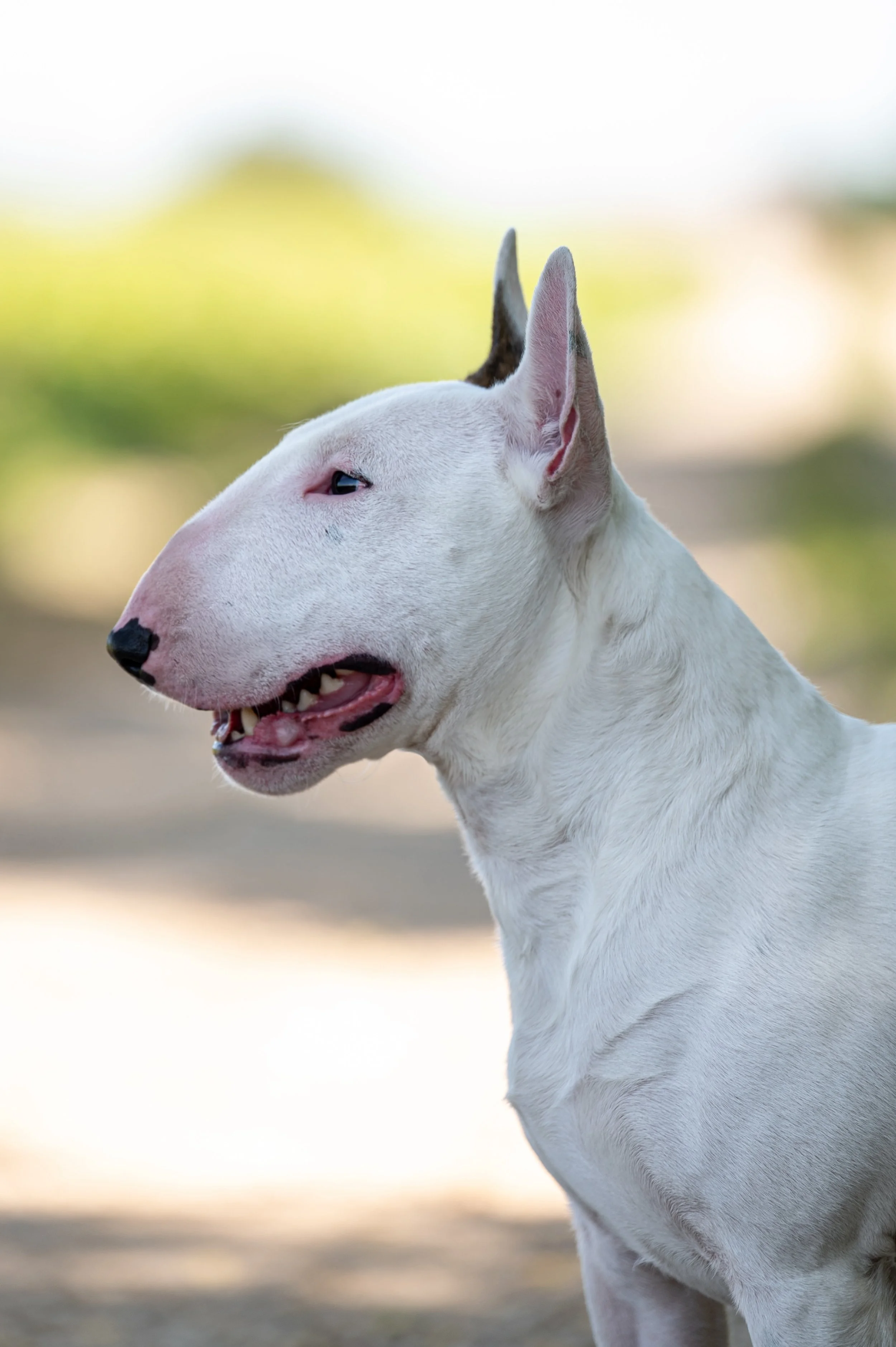 Bull Terrier Profile