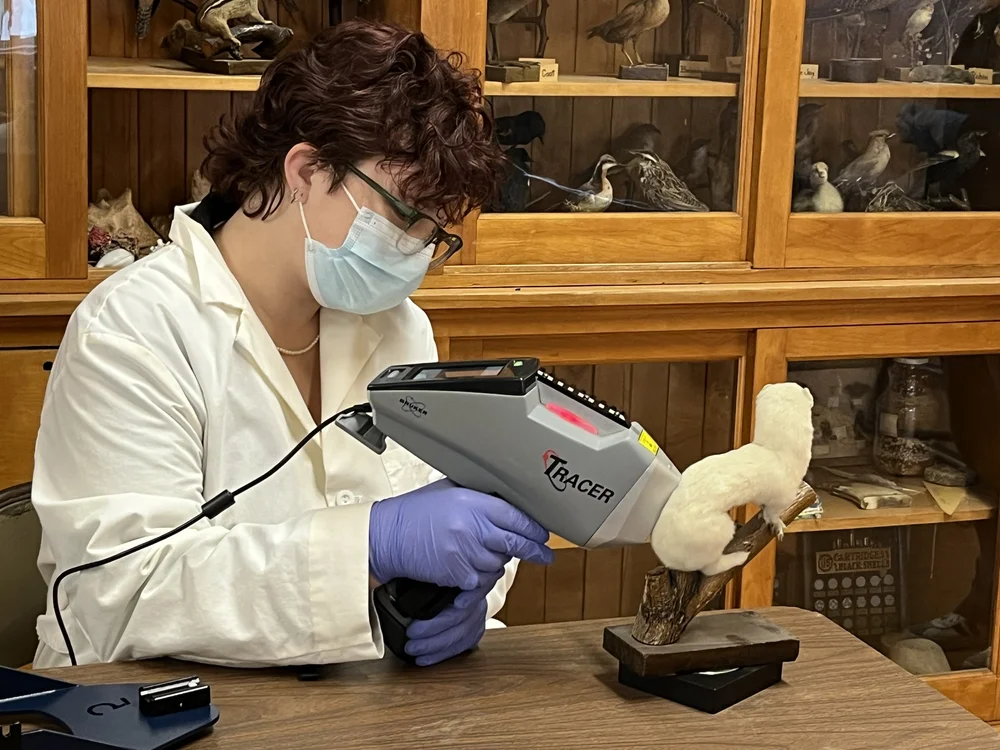 Testing a mink body using the pXRF machine.