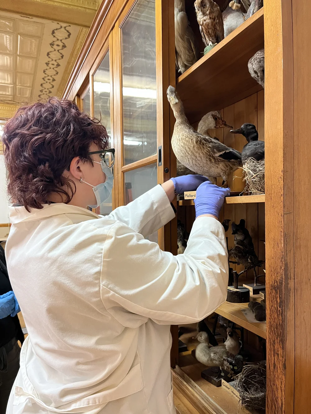 Removing a duck taxidermy, many shelves has a light white-grey film of powder, so we proceeded with extreme caution.