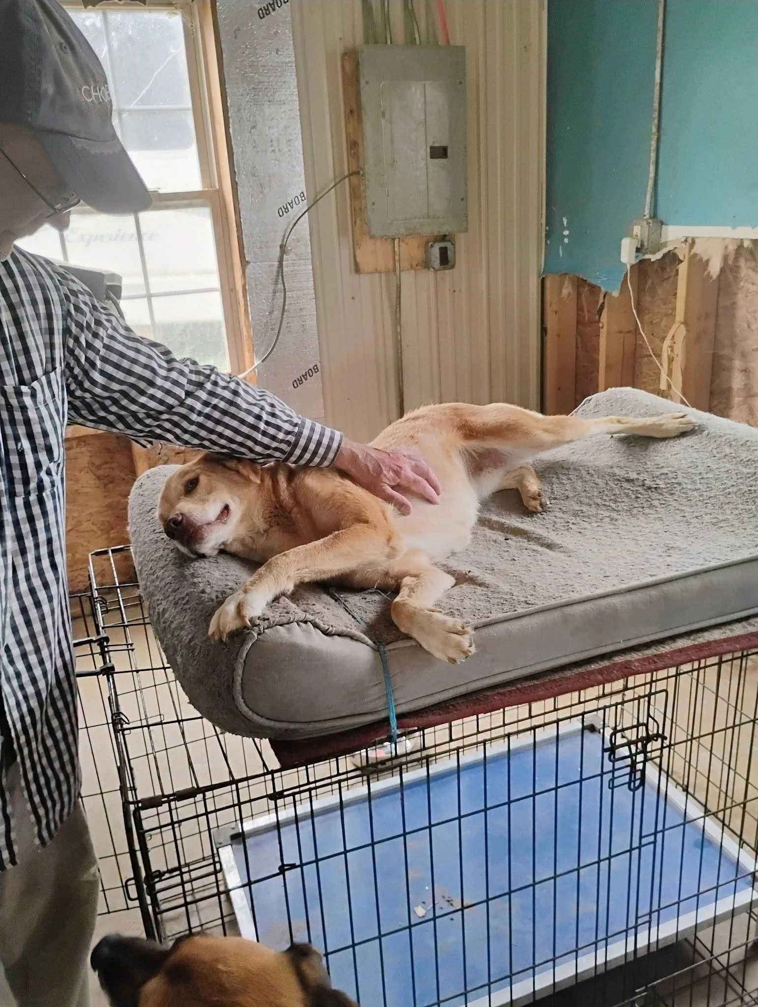 layla on crate bed.jpg