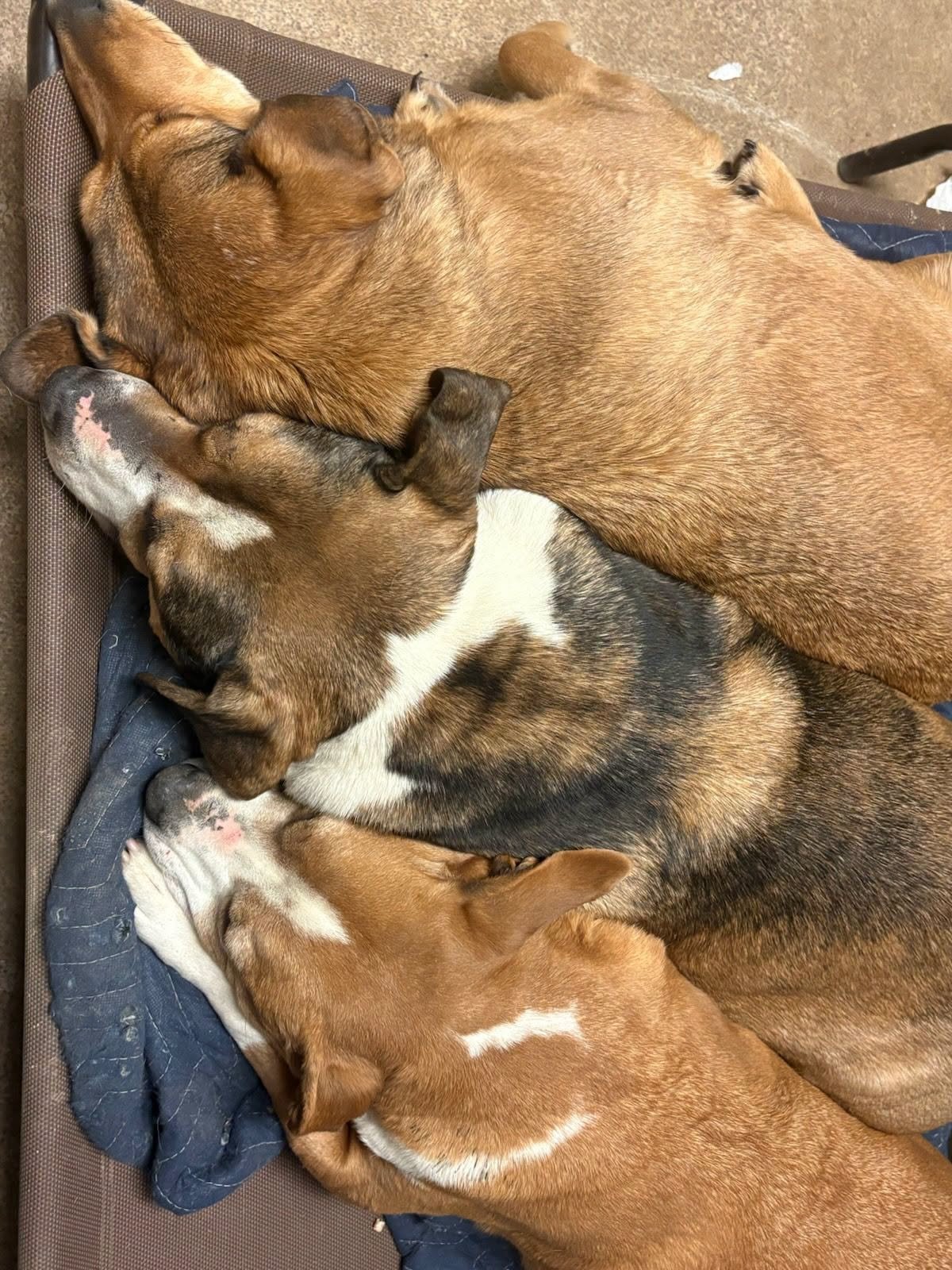 fat dogs.jpg