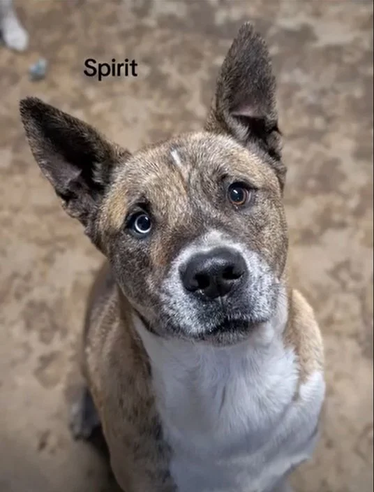 Spirit