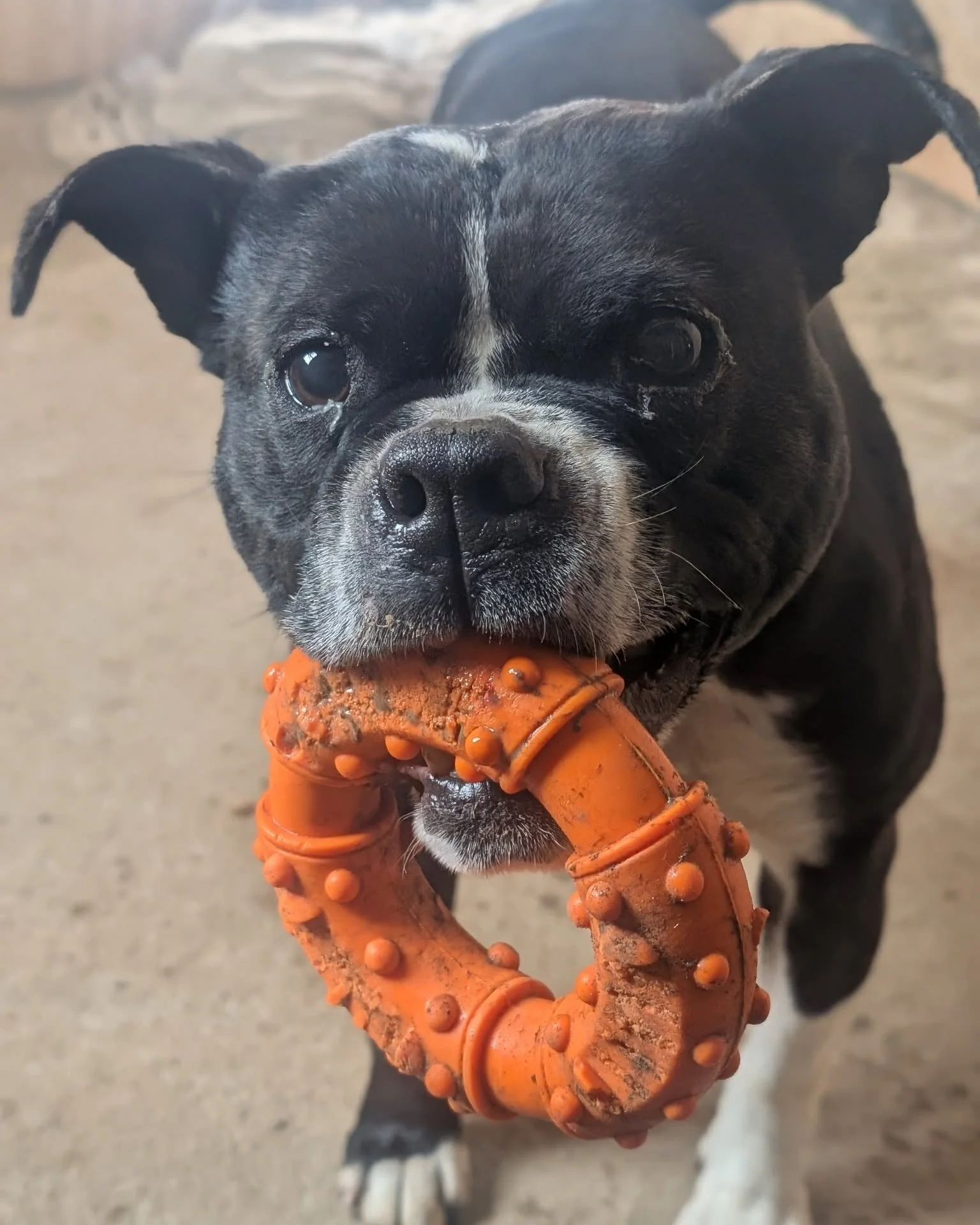Frida