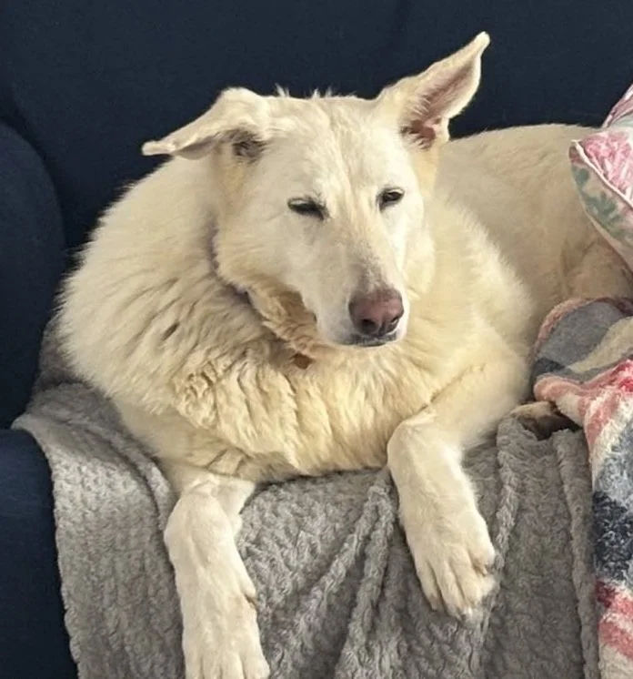 Elsa