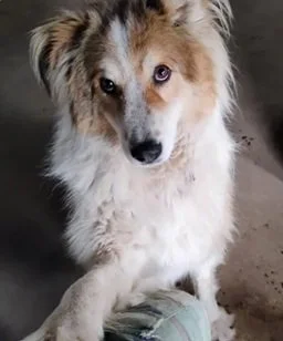 Shiloh