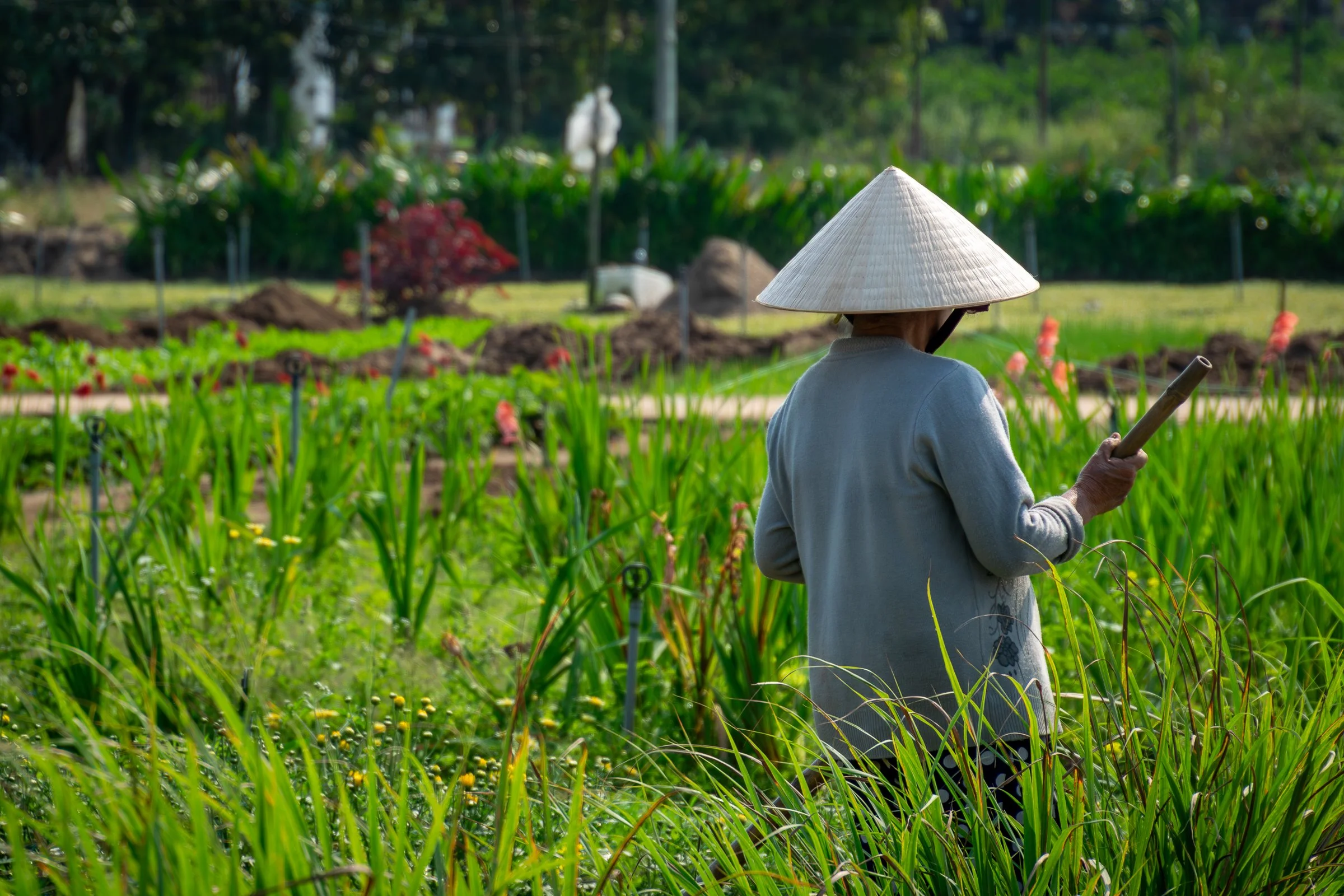 Tending What Grows  - Hoi An, Vietnam