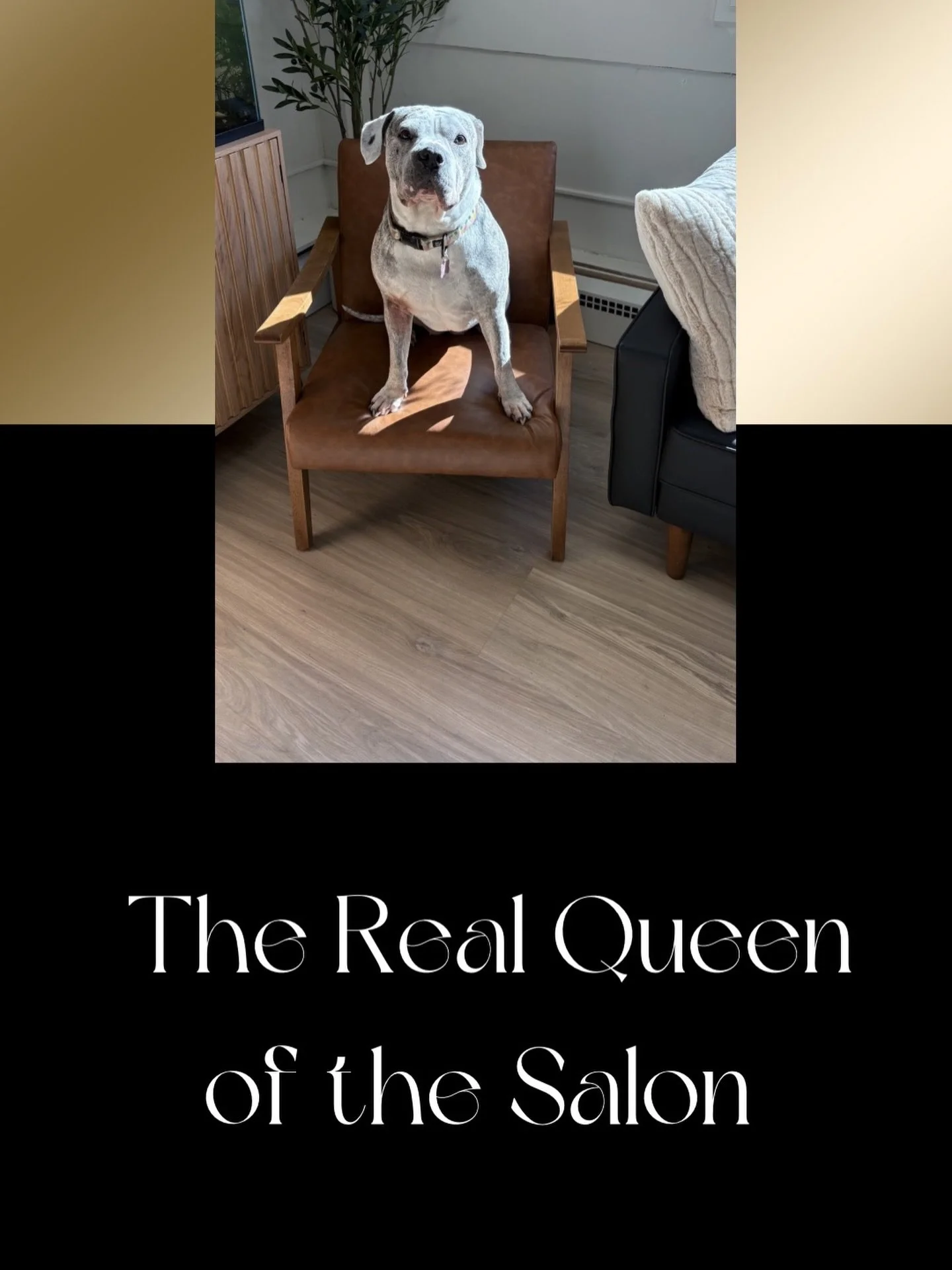 Doesn&rsquo;t Poppi look adorable??

She is our owners dog and loves to come visit us! And we love having her! 

&ldquo;A Girls best friend&rdquo;(not just men) 😜