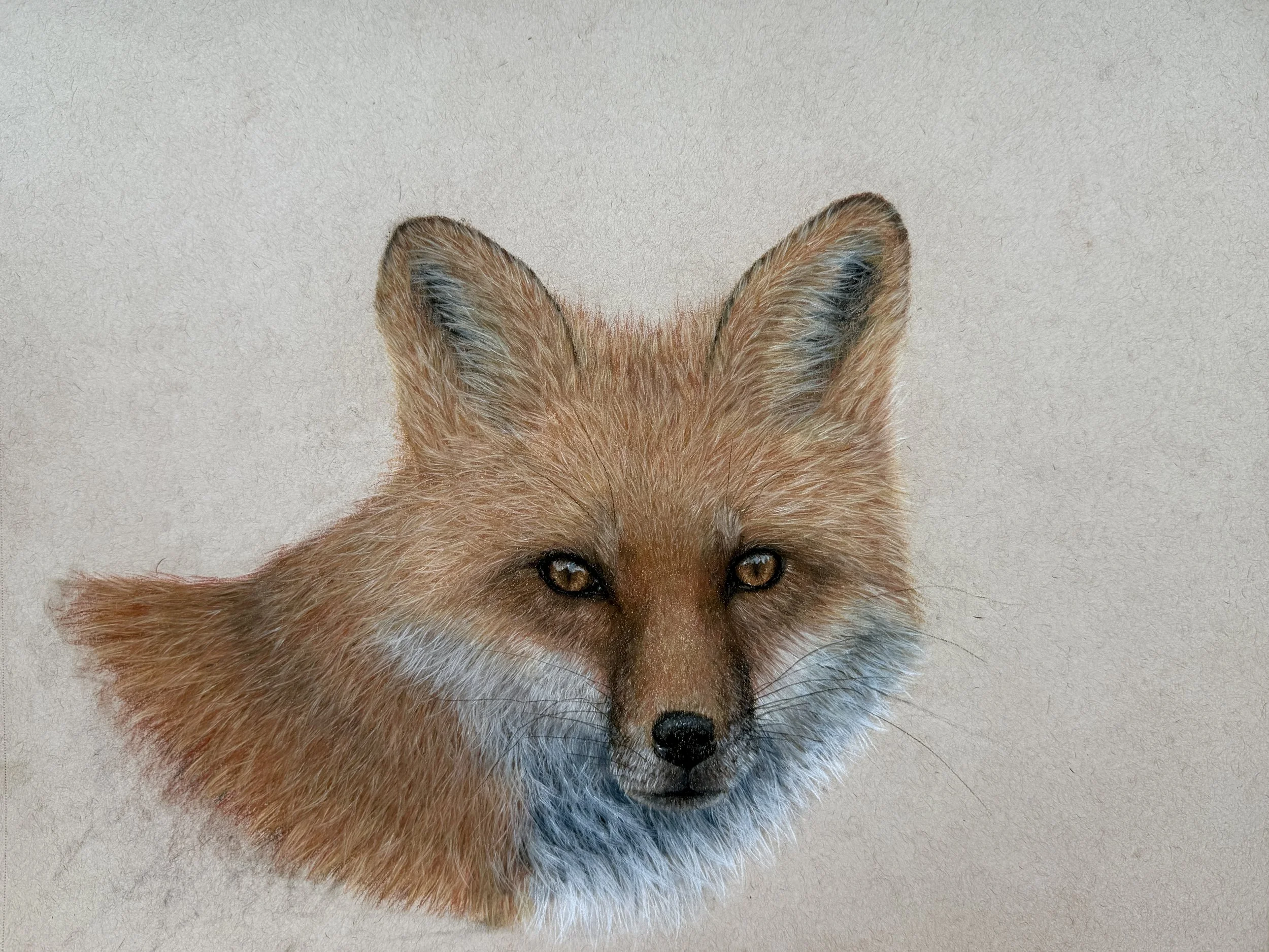 Close-up of a realistic illustration of a fox's head, focusing on its face and ears, with detailed fur texture, set against a plain background.