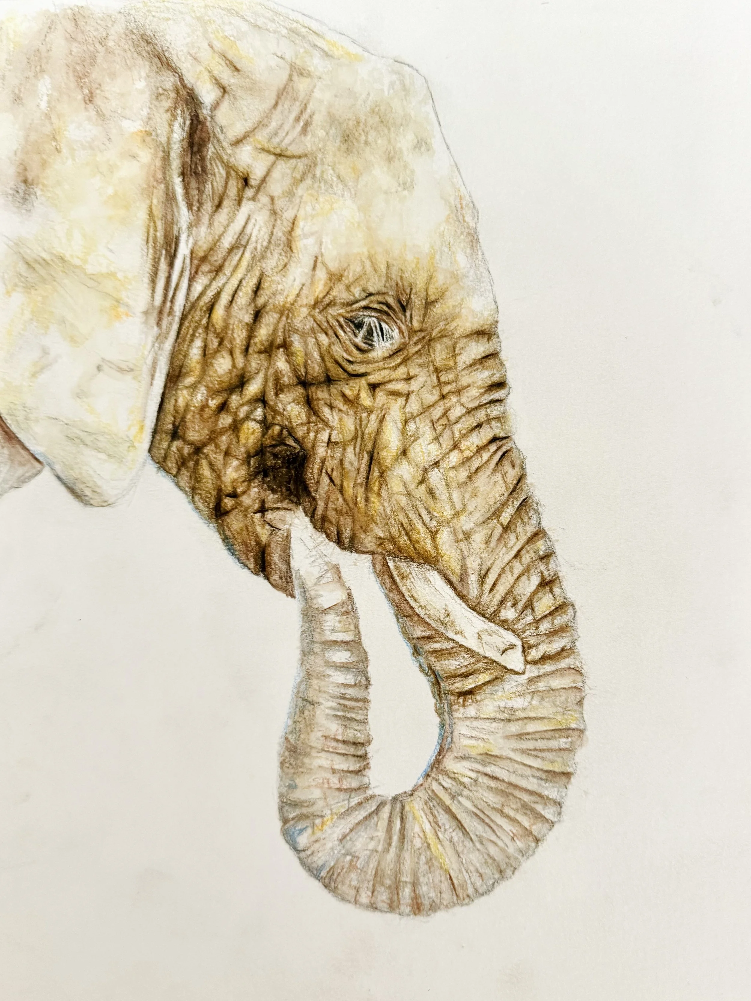 Step 2 of 4: Building depth and texture by layering darker tones and refining the structure. This stage focuses on defining form and beginning to develop the elephant’s characteristic skin patterns.