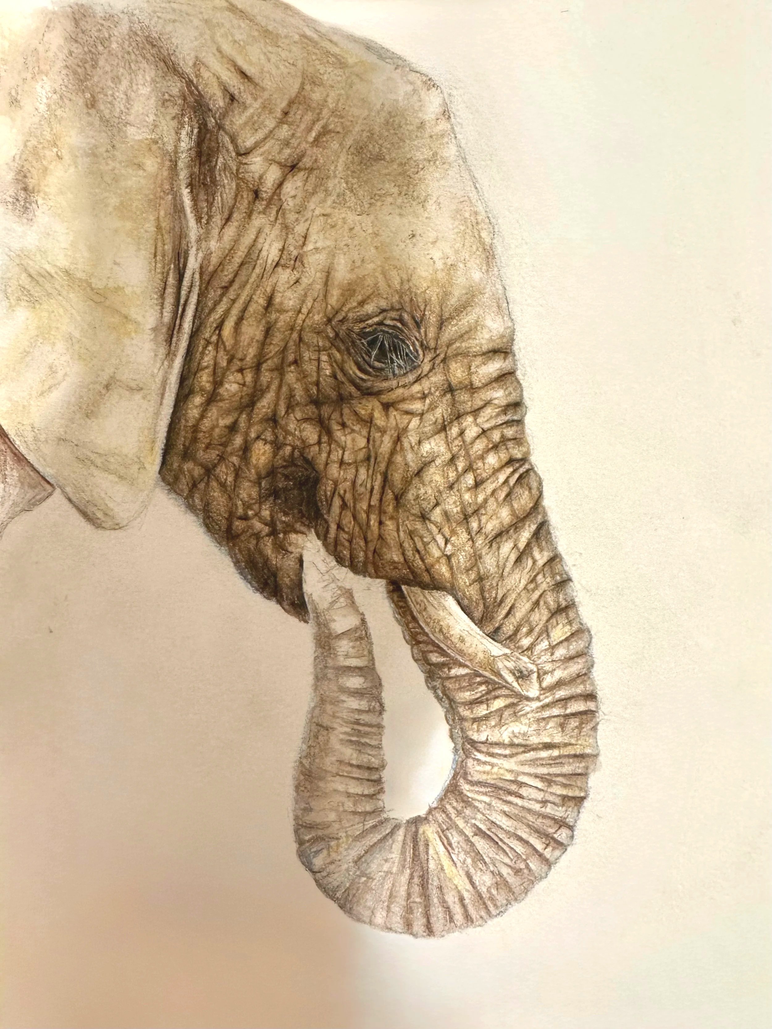 Step 3 of 4: Refining details and increasing contrast to bring depth and realism to the form. This stage focuses on sharpening textures and enhancing the complexity of the elephant’s skin.