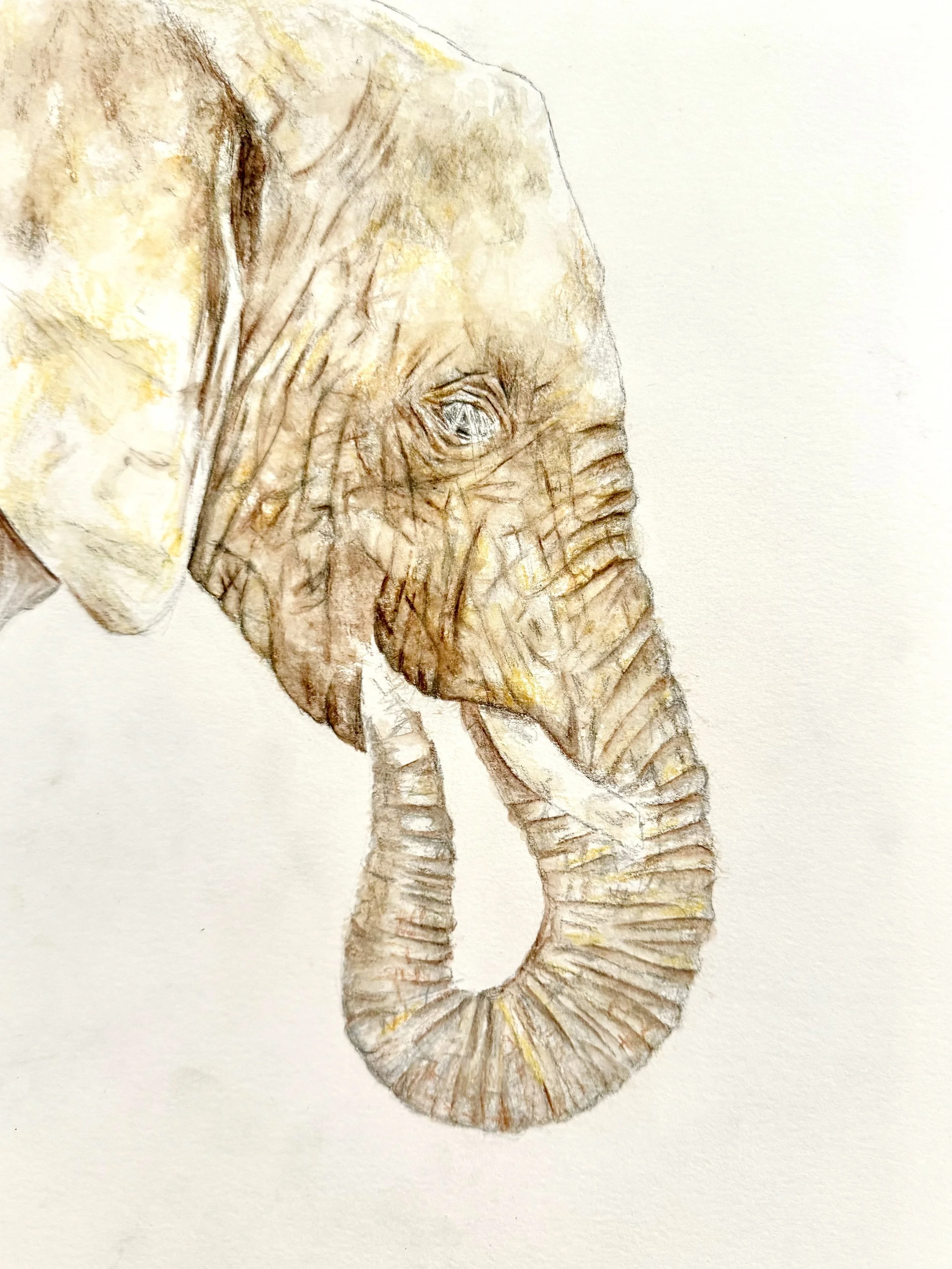 Step 1 of 4: Beginning with a light color wash to establish tone and form. This initial layer sets the foundation for building texture, depth, and detail in this African elephant drawing.