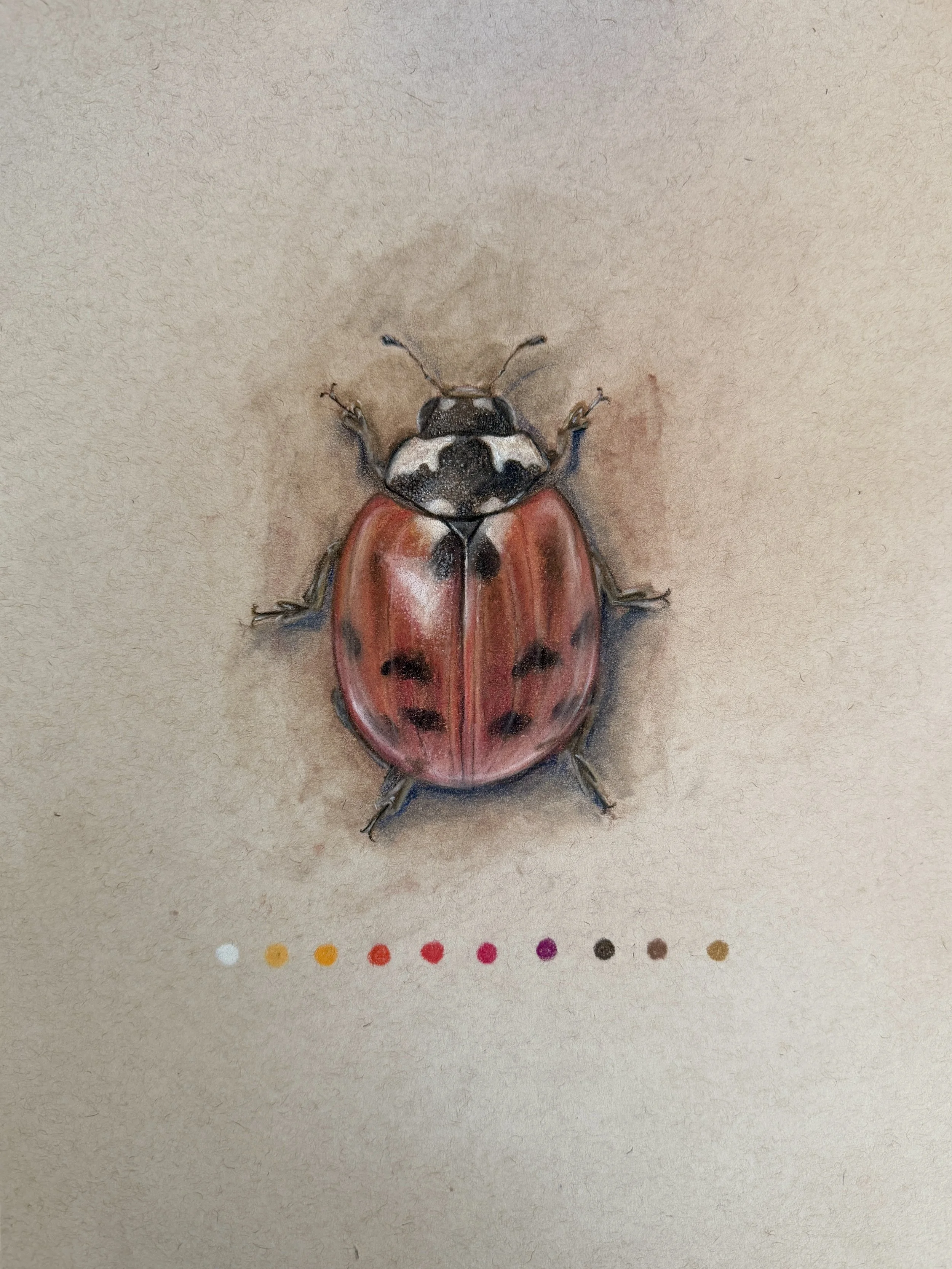 Color pencil drawing of a ladybug on a beige background with a color palette at the bottom.
