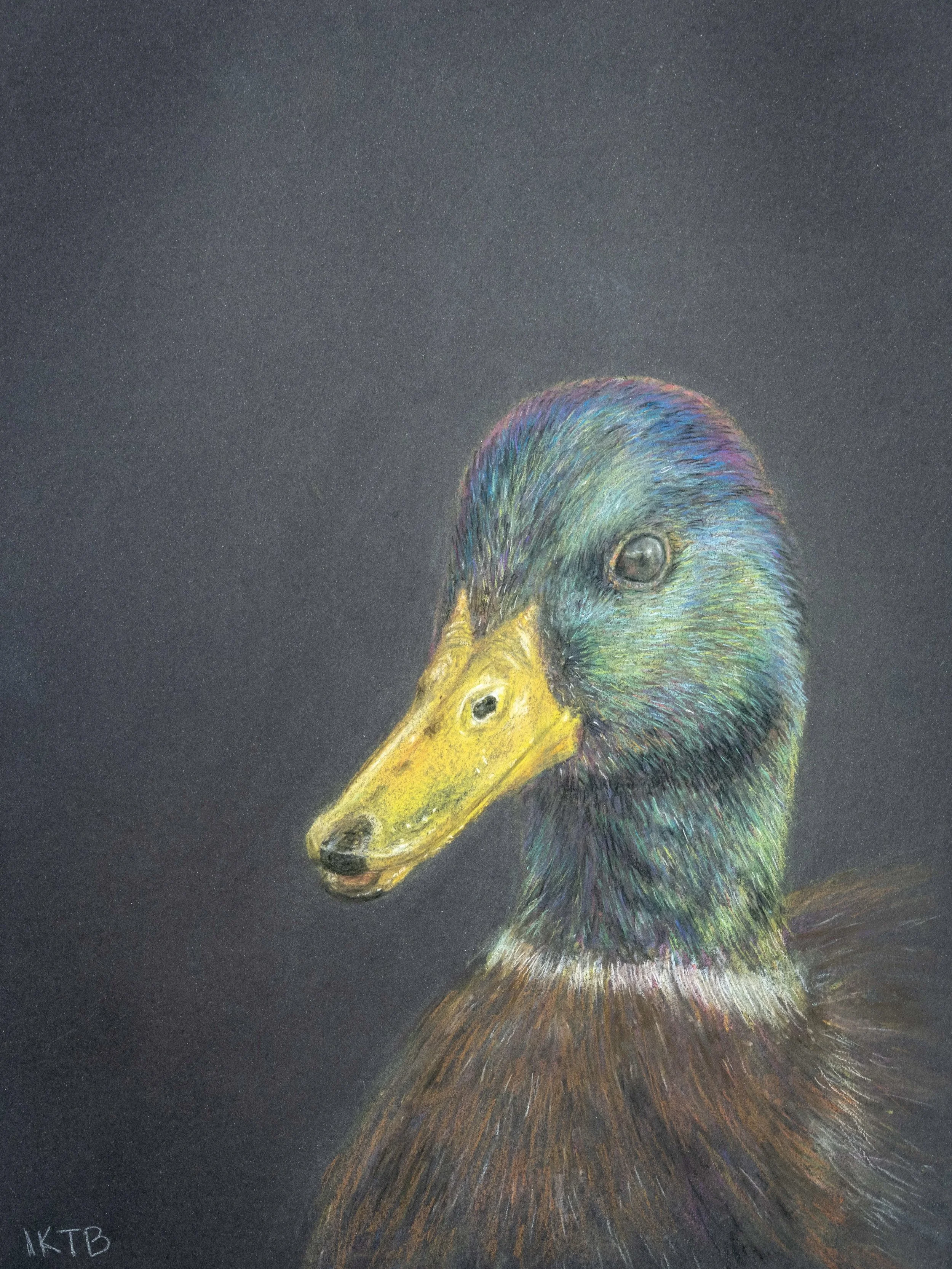 A colorful, artistic drawing of a duck's head and neck against a black background.