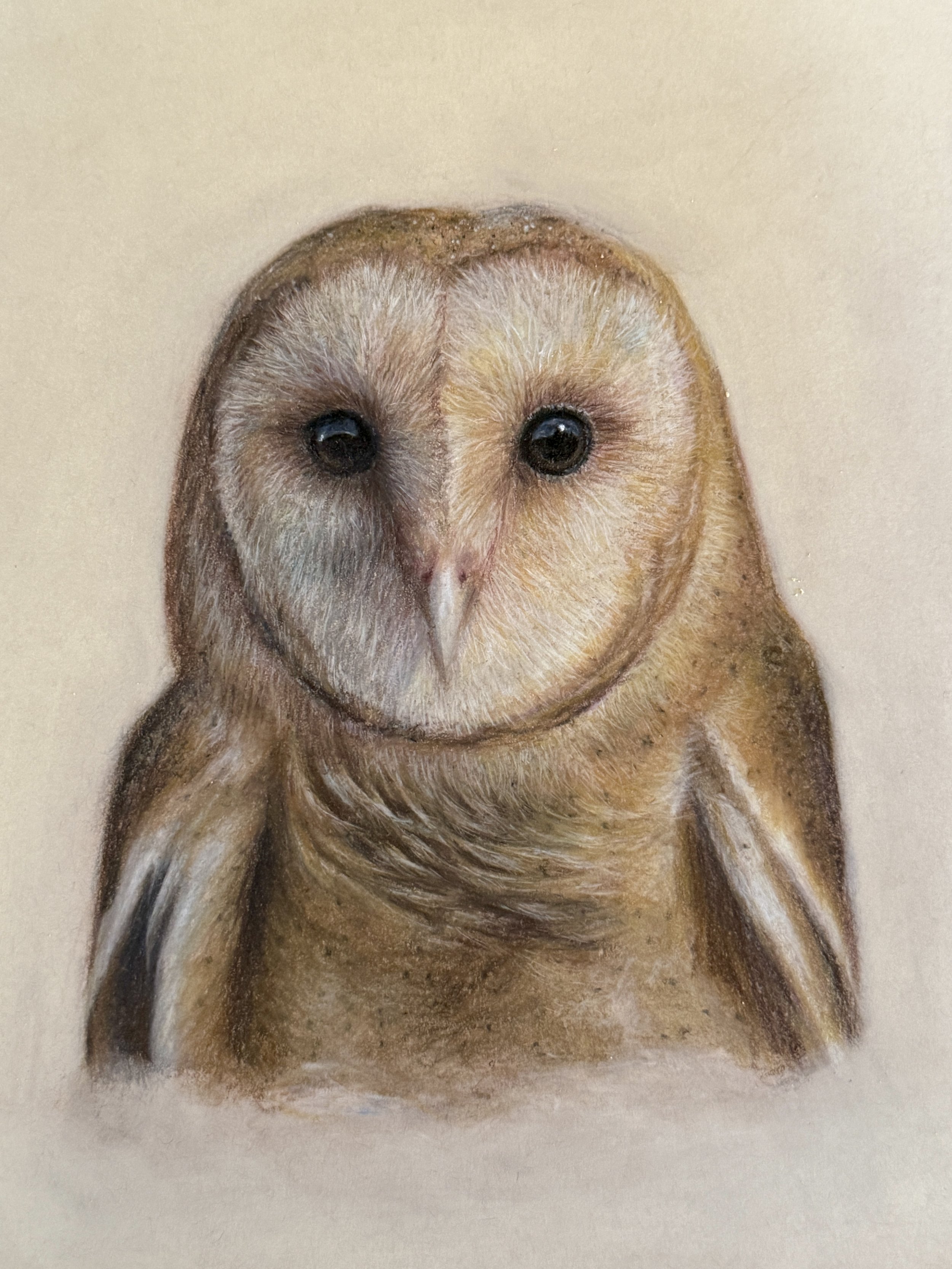 Close-up of a realistic, colored pencil drawing of a realistic barn owl in a sitting position, facing forward, with detailed feathers and black eyes.