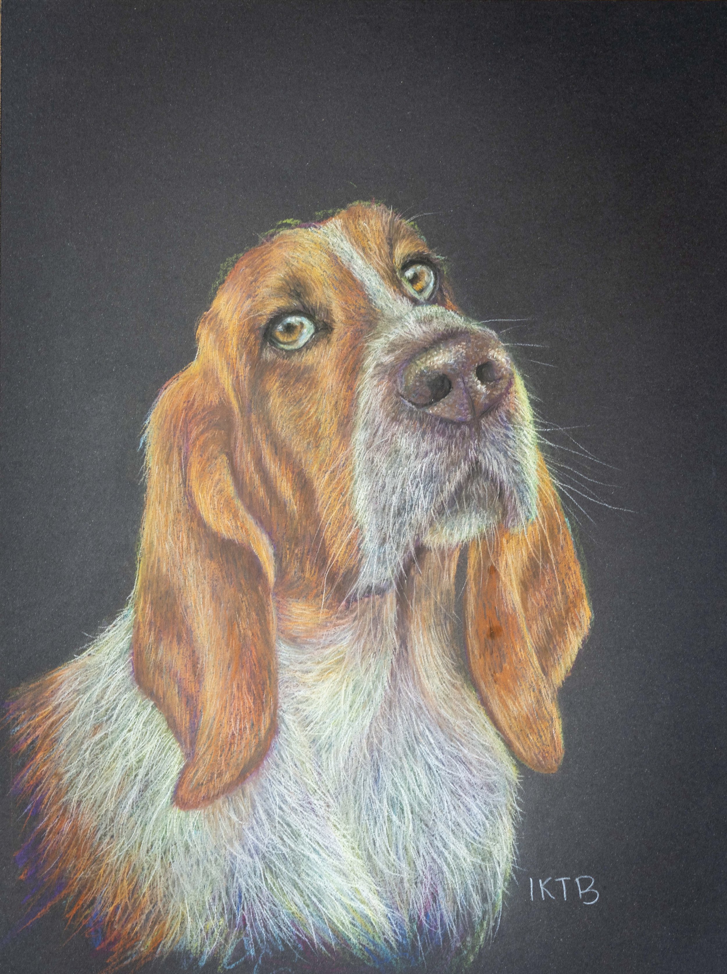 Colorful portrait of a dog with brown ears and white and brown fur, looking slightly upwards, against a dark background.