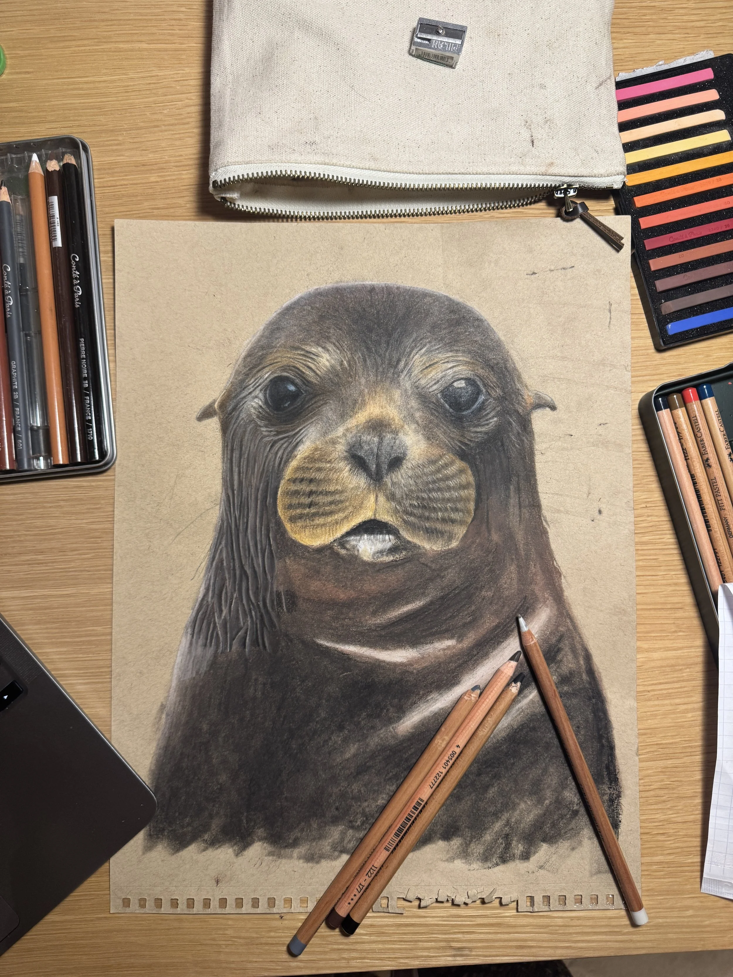 Seal 2.jpg