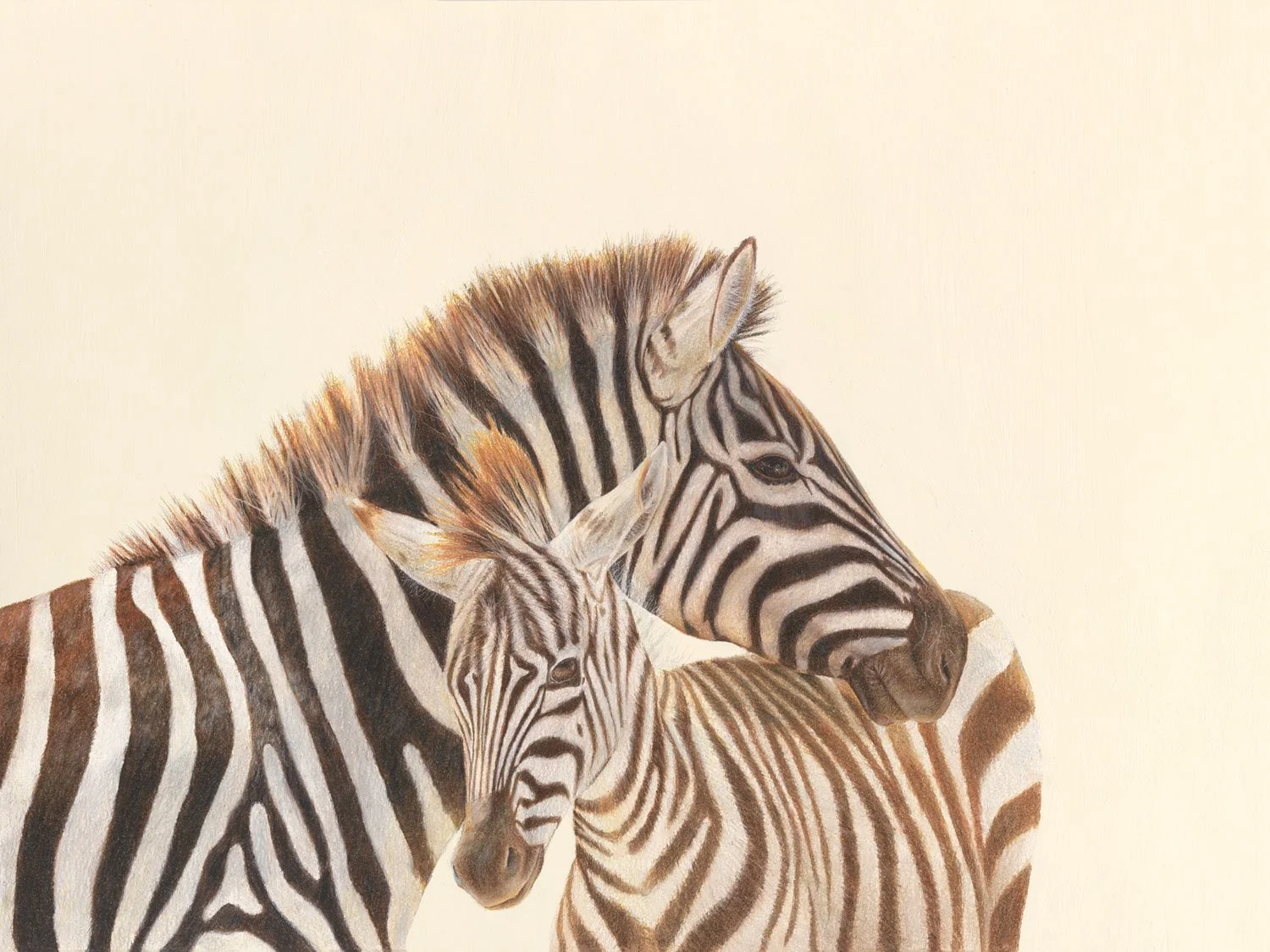 Plains Zebra