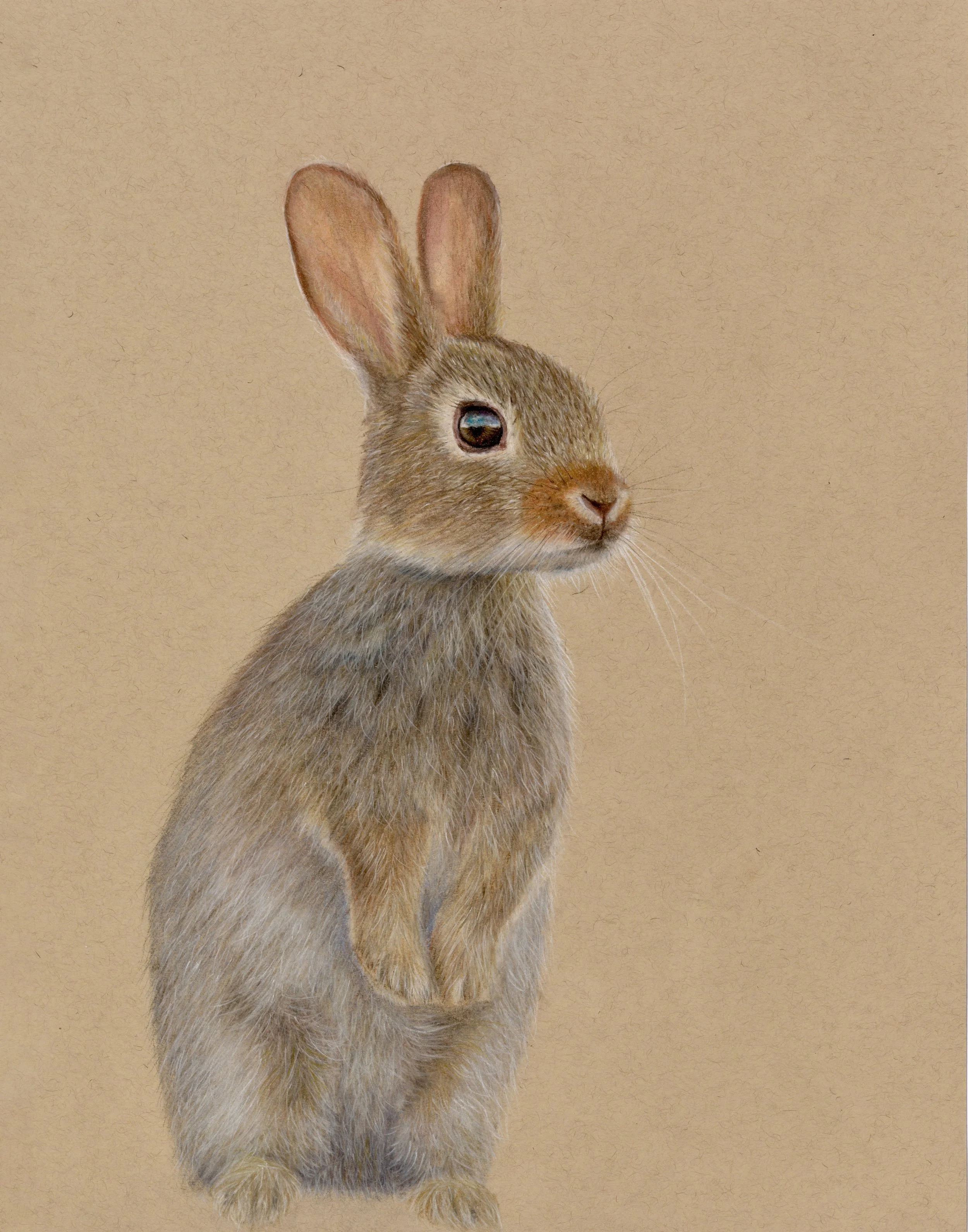 A realistic illustration of a small rabbit standing on its hind legs against a plain beige background.