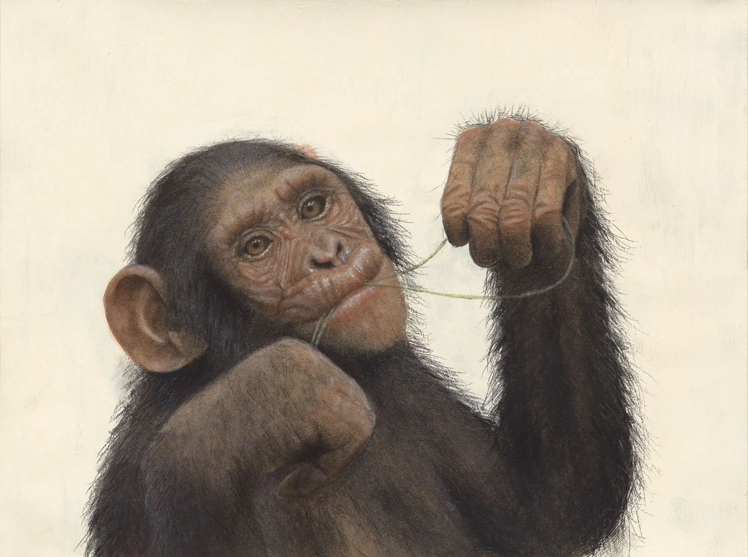 Common Chimpanzee