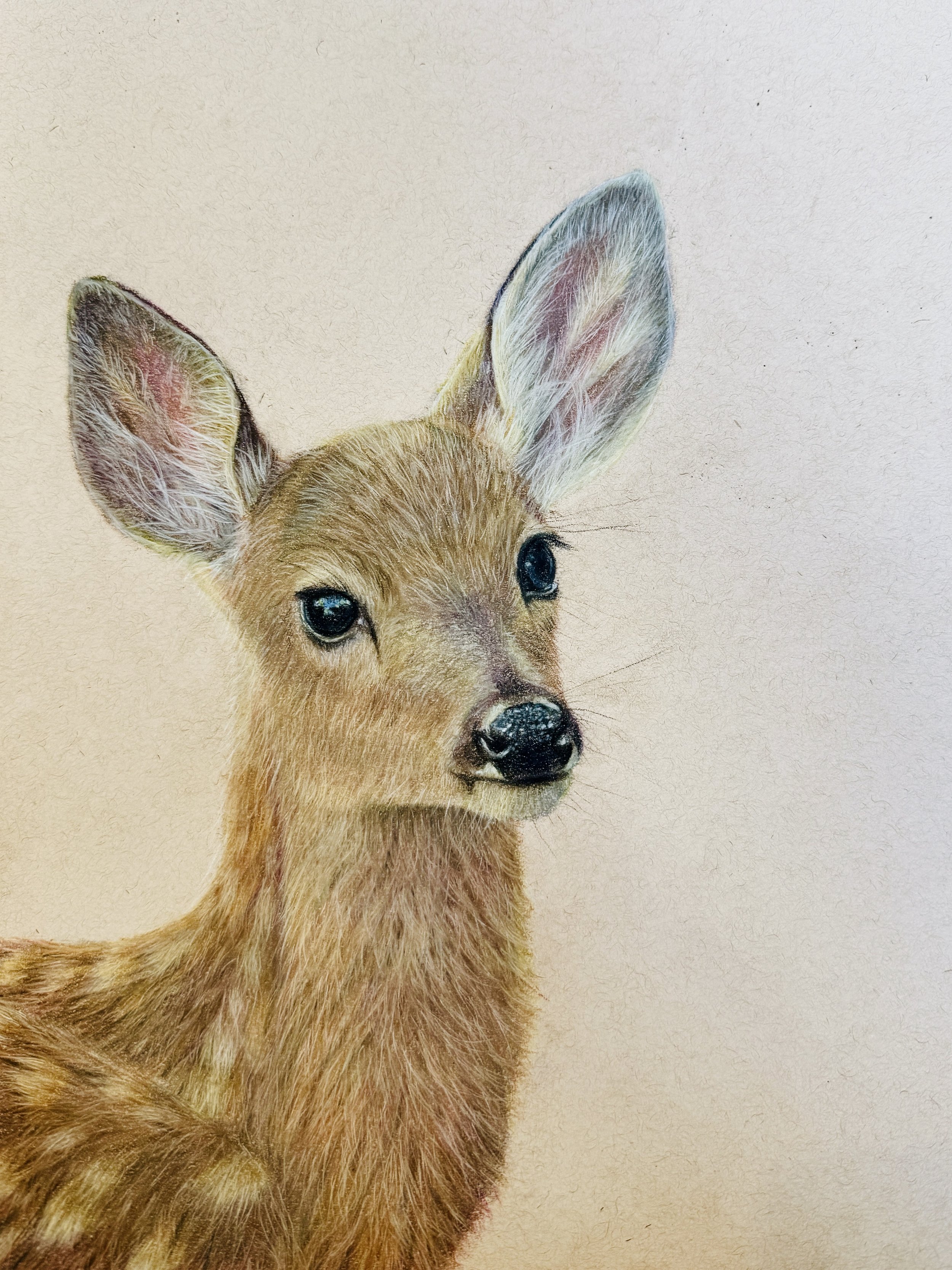 Realistic deer drawing colored pencil, wildlife art deer illustration, fawn portrait drawing, colored pencil animal art, realistic fur texture drawing, nature inspired artwork, hand drawn deer portrait, fine detail pencil drawing, wildlife illustrati