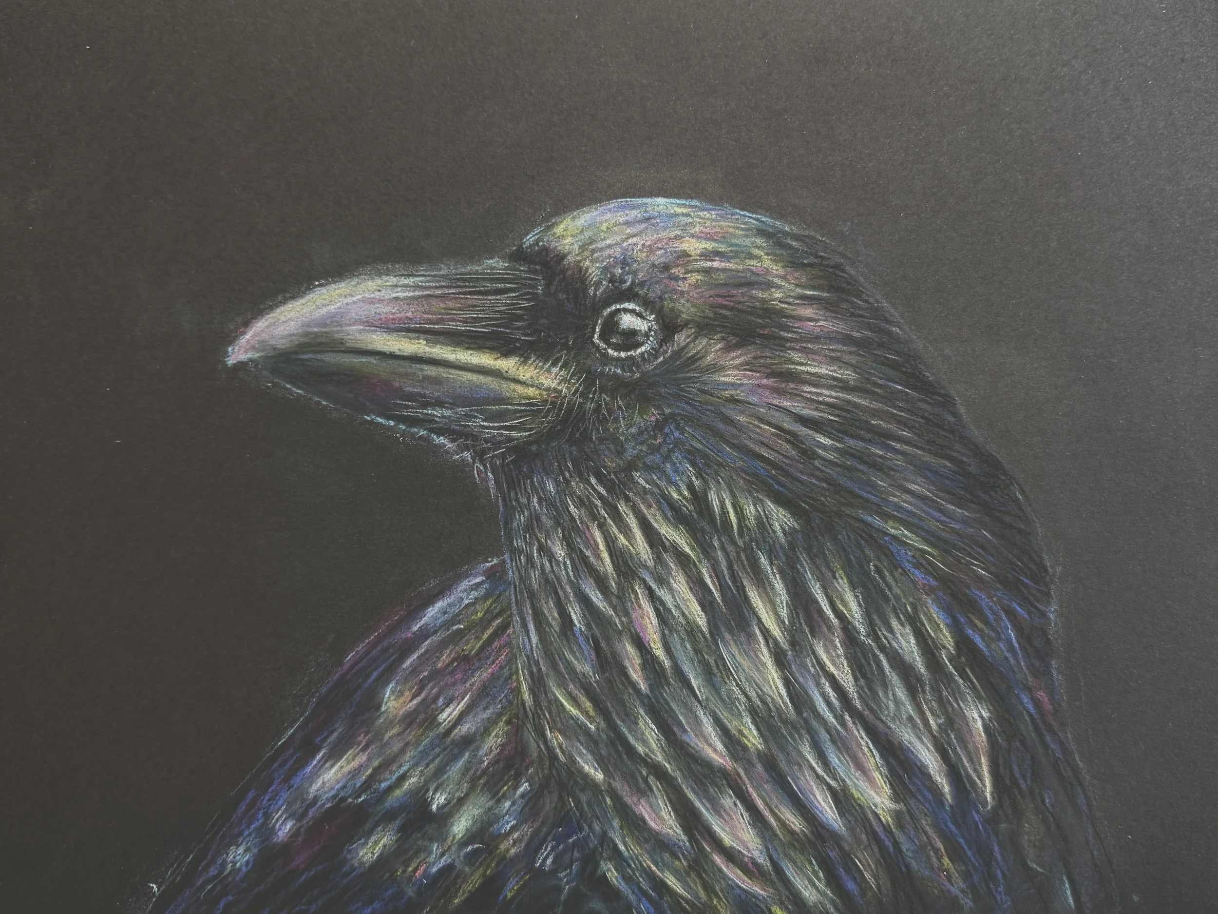 Colorful chalk drawing of a raven's head on black paper, featuring detailed feathers and a sharp beak.