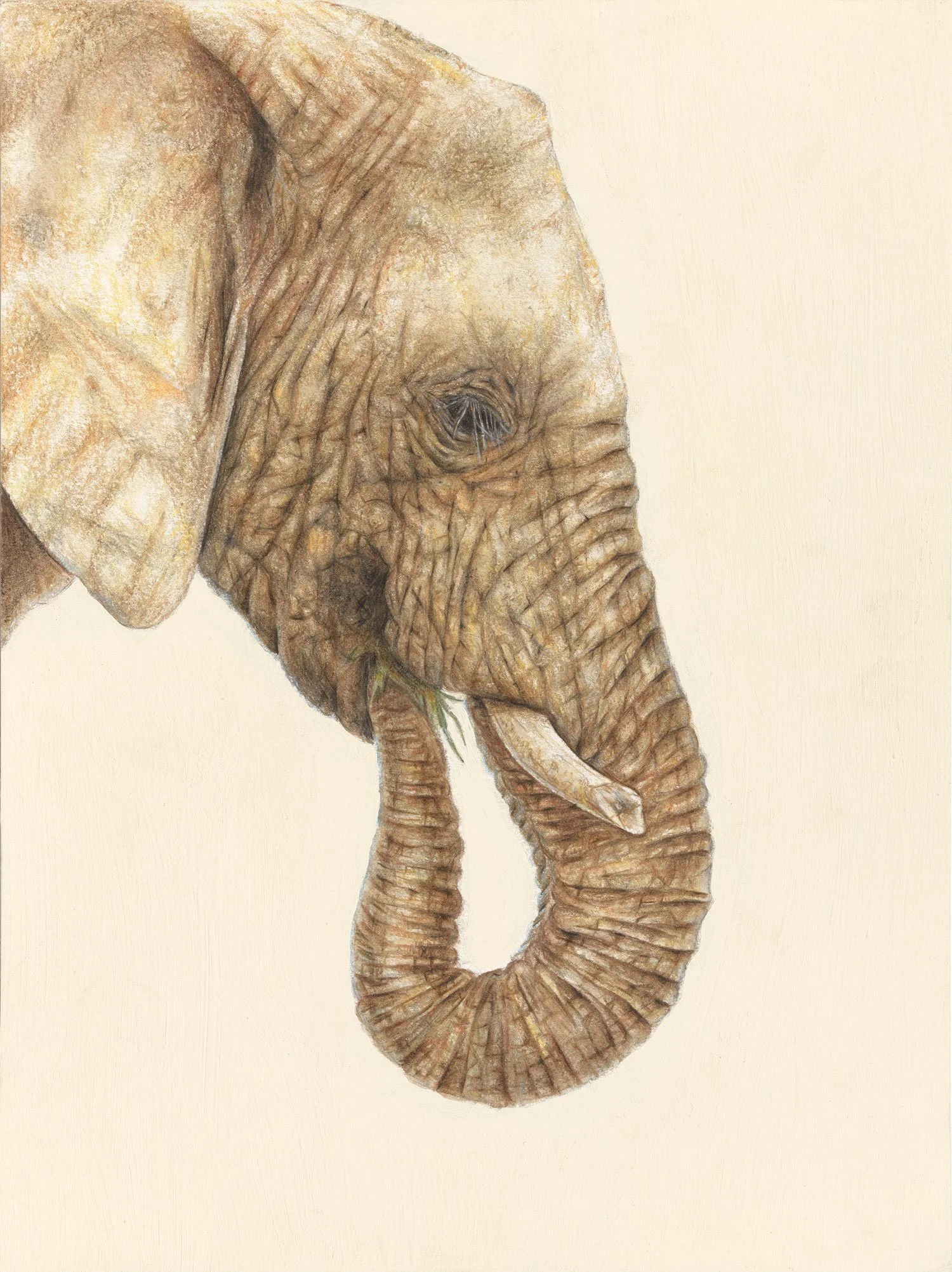 African Bush Elephant