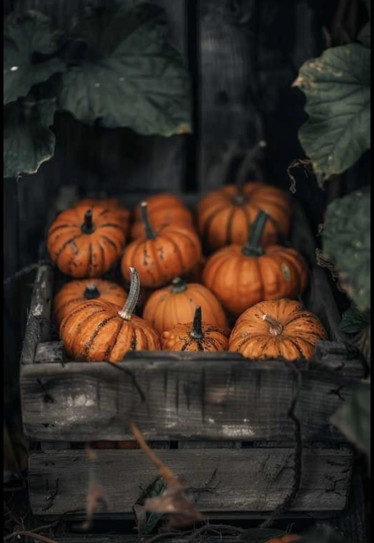 IMG_1198.PNG